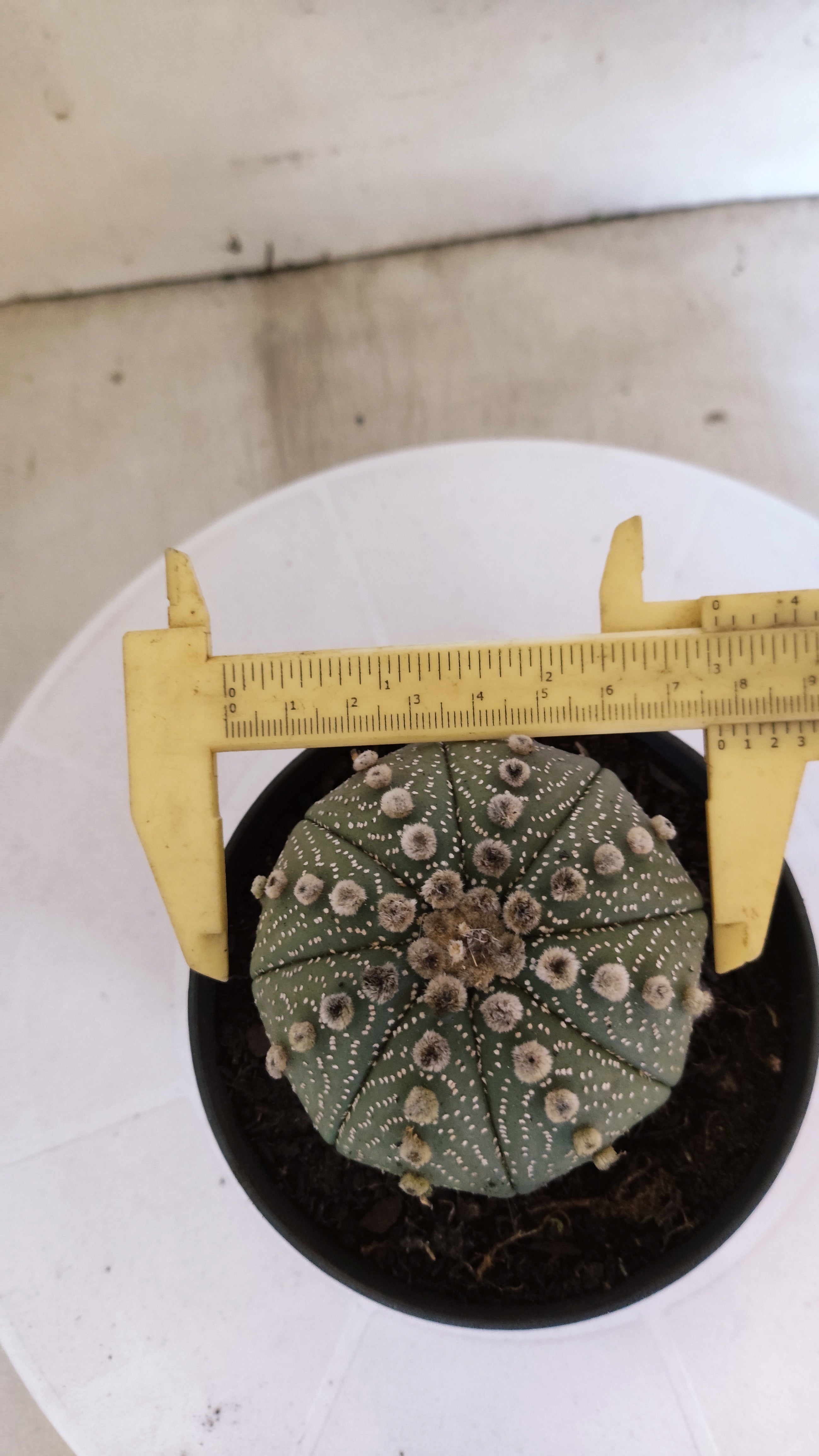 ASTROPHYTUM ASTERIAS STAR SHAPE Nº 1102 – vaso 11