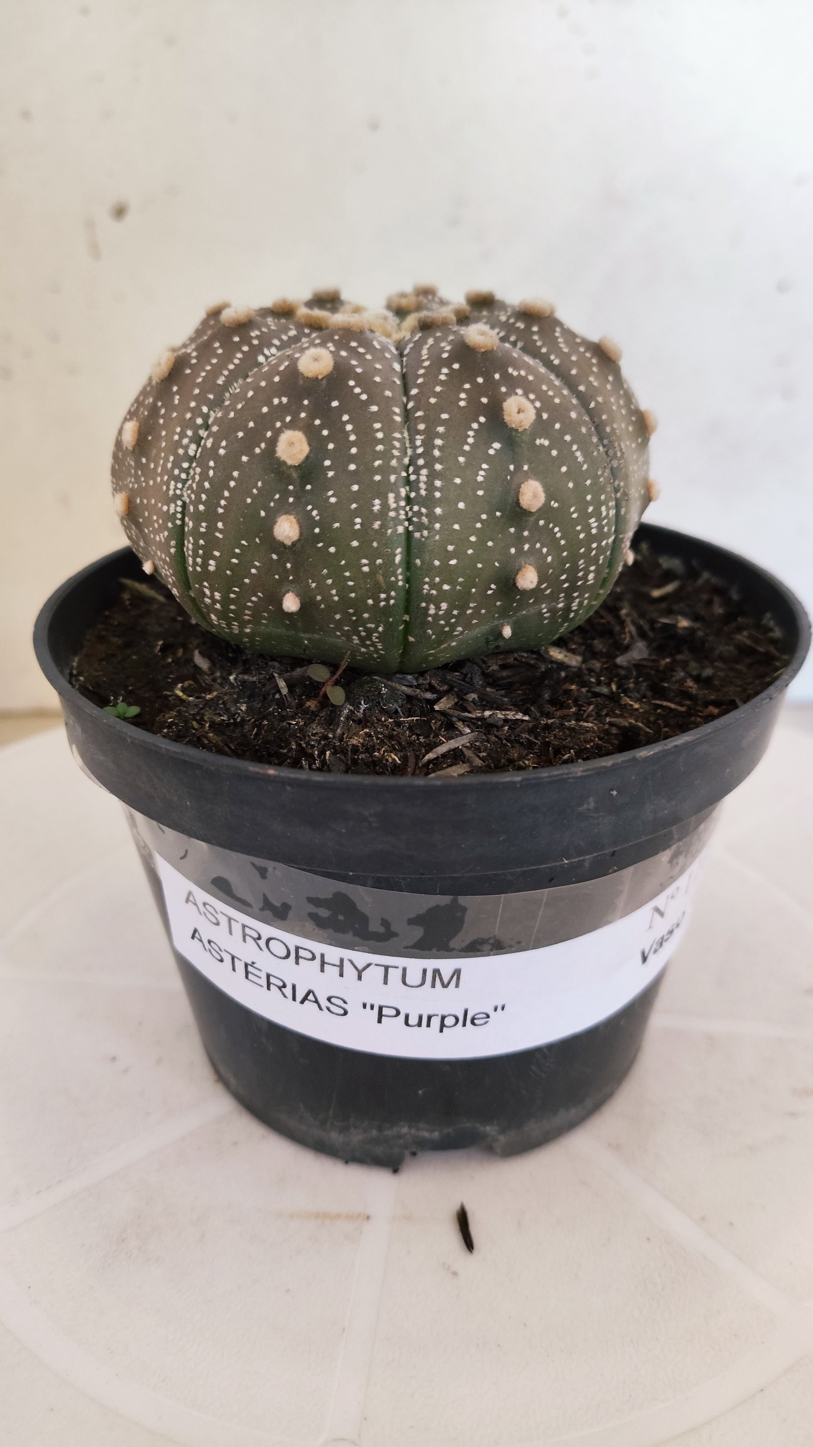 ASTROPHYTUM ASTERIAS “Purple”  Nº 1103 – vaso 11