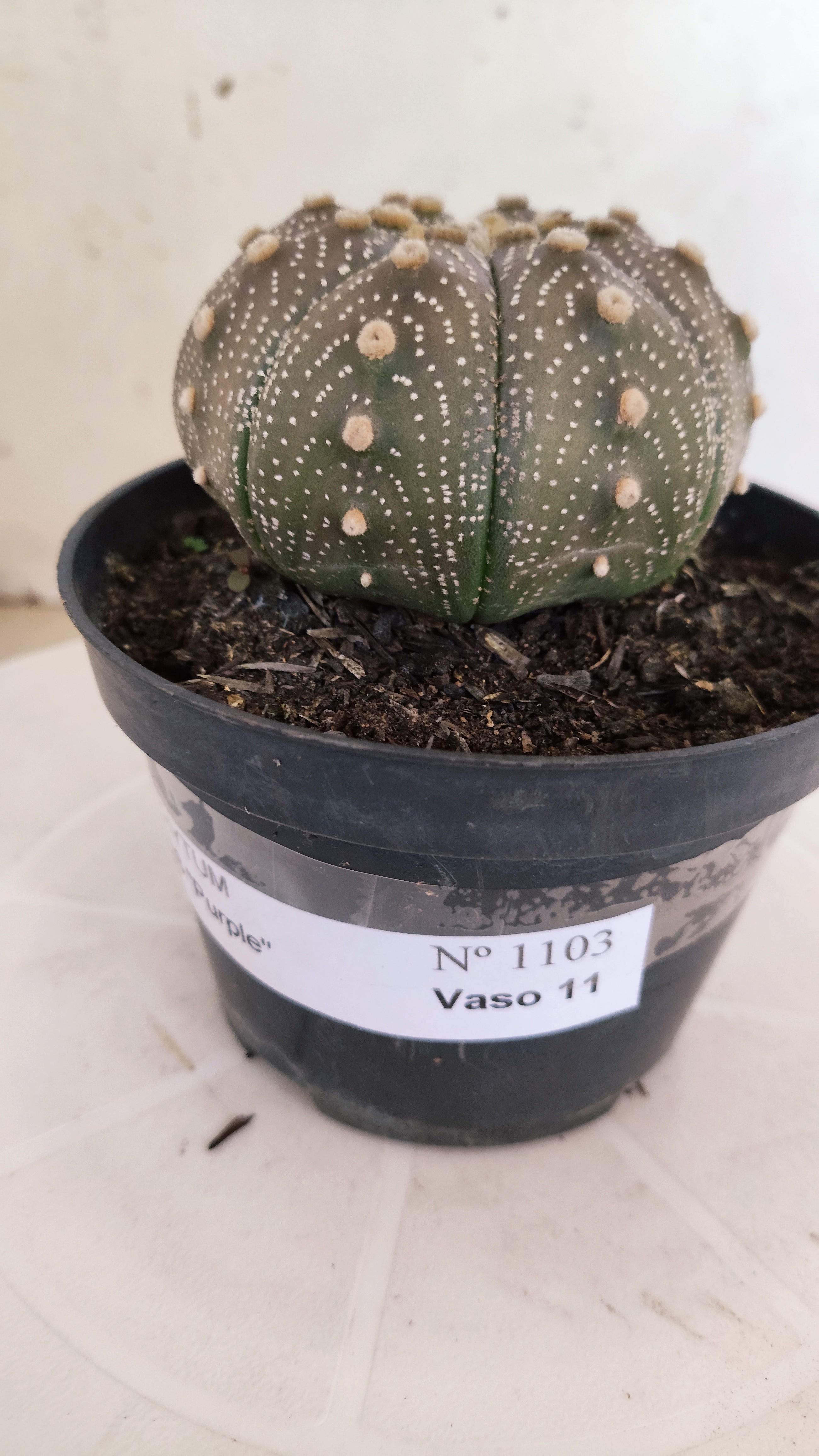 ASTROPHYTUM ASTERIAS “Purple”  Nº 1103 – vaso 11