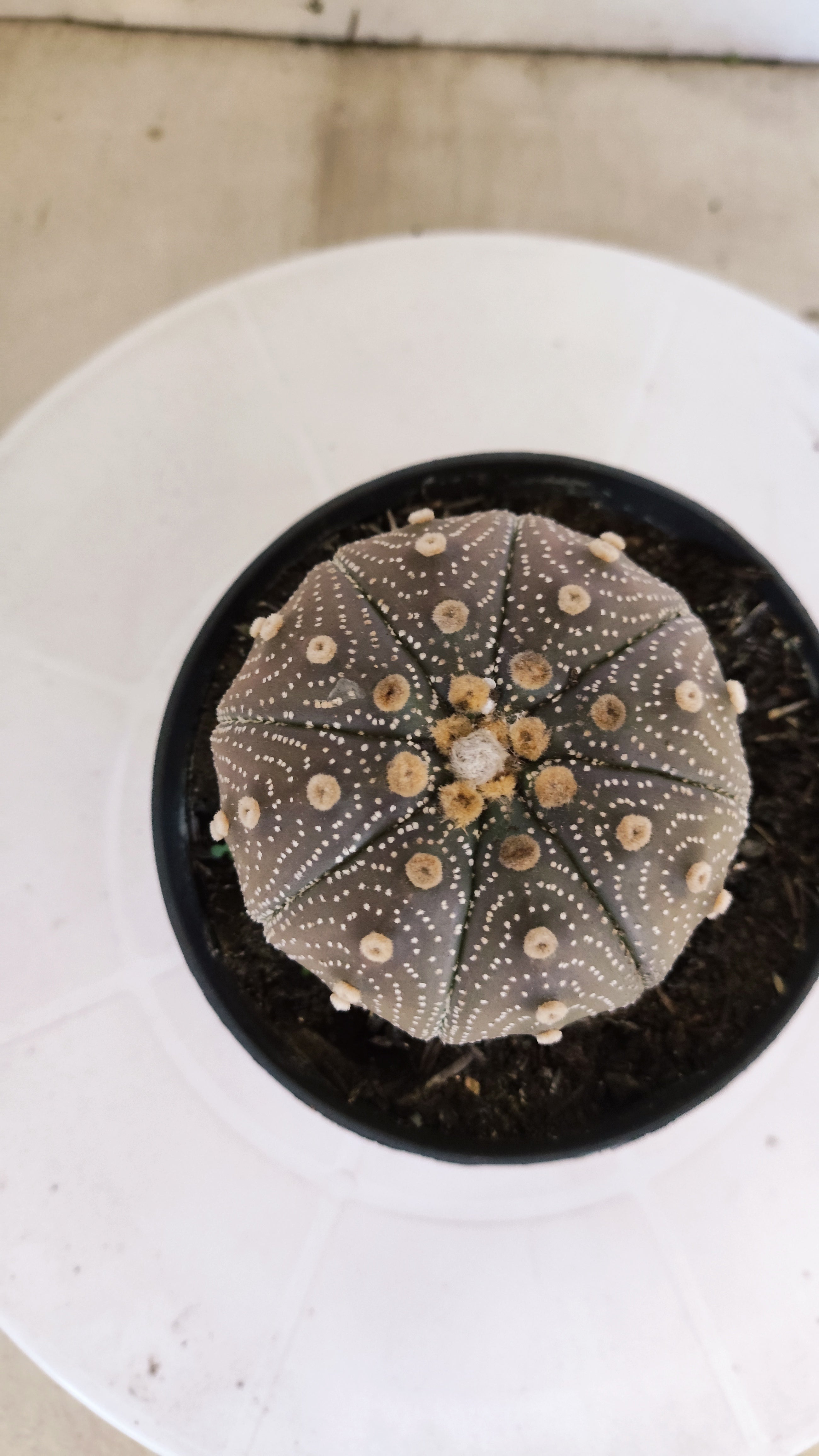 ASTROPHYTUM ASTERIAS “Purple”  Nº 1103 – vaso 11