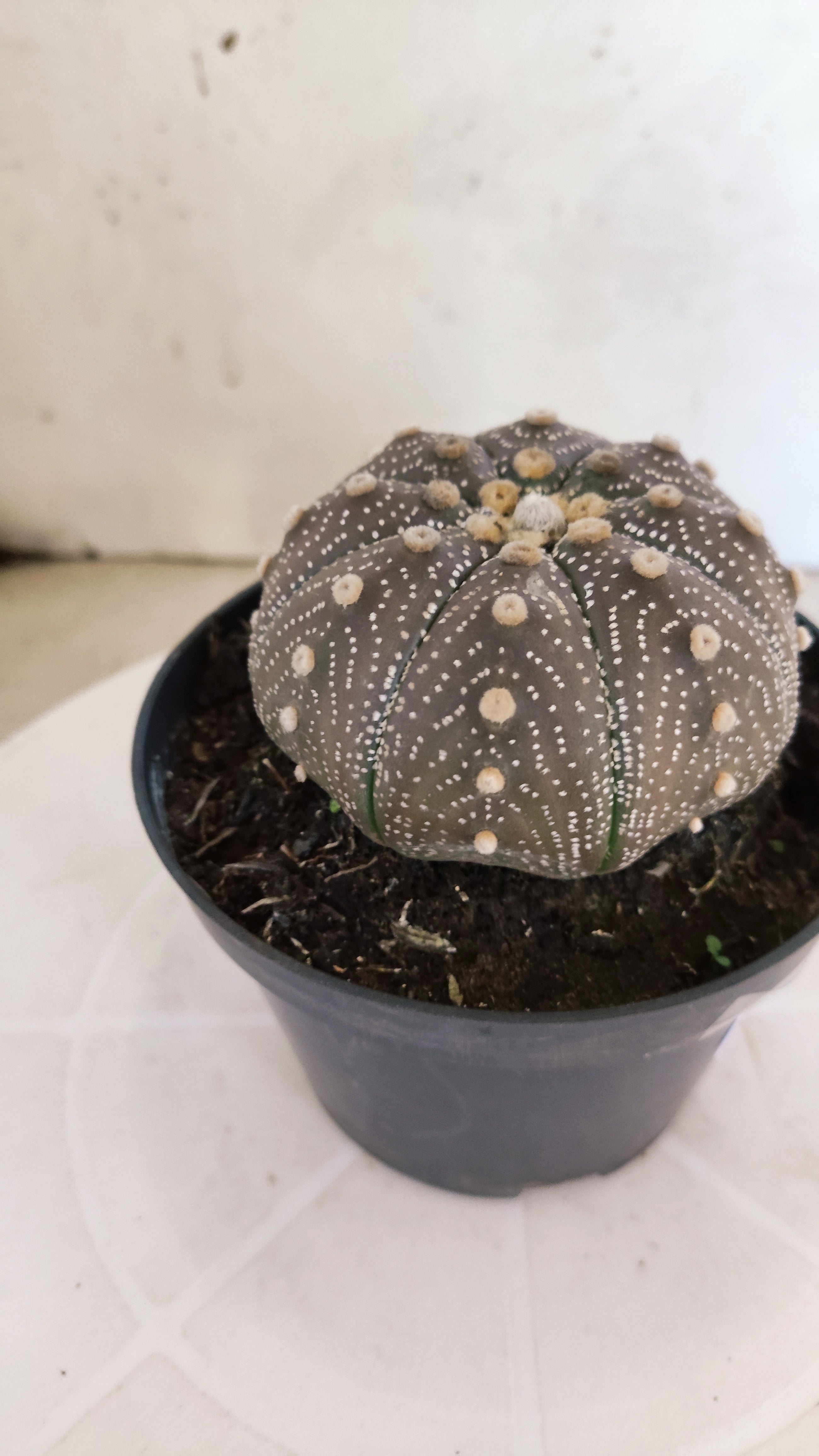 ASTROPHYTUM ASTERIAS “Purple”  Nº 1103 – vaso 11