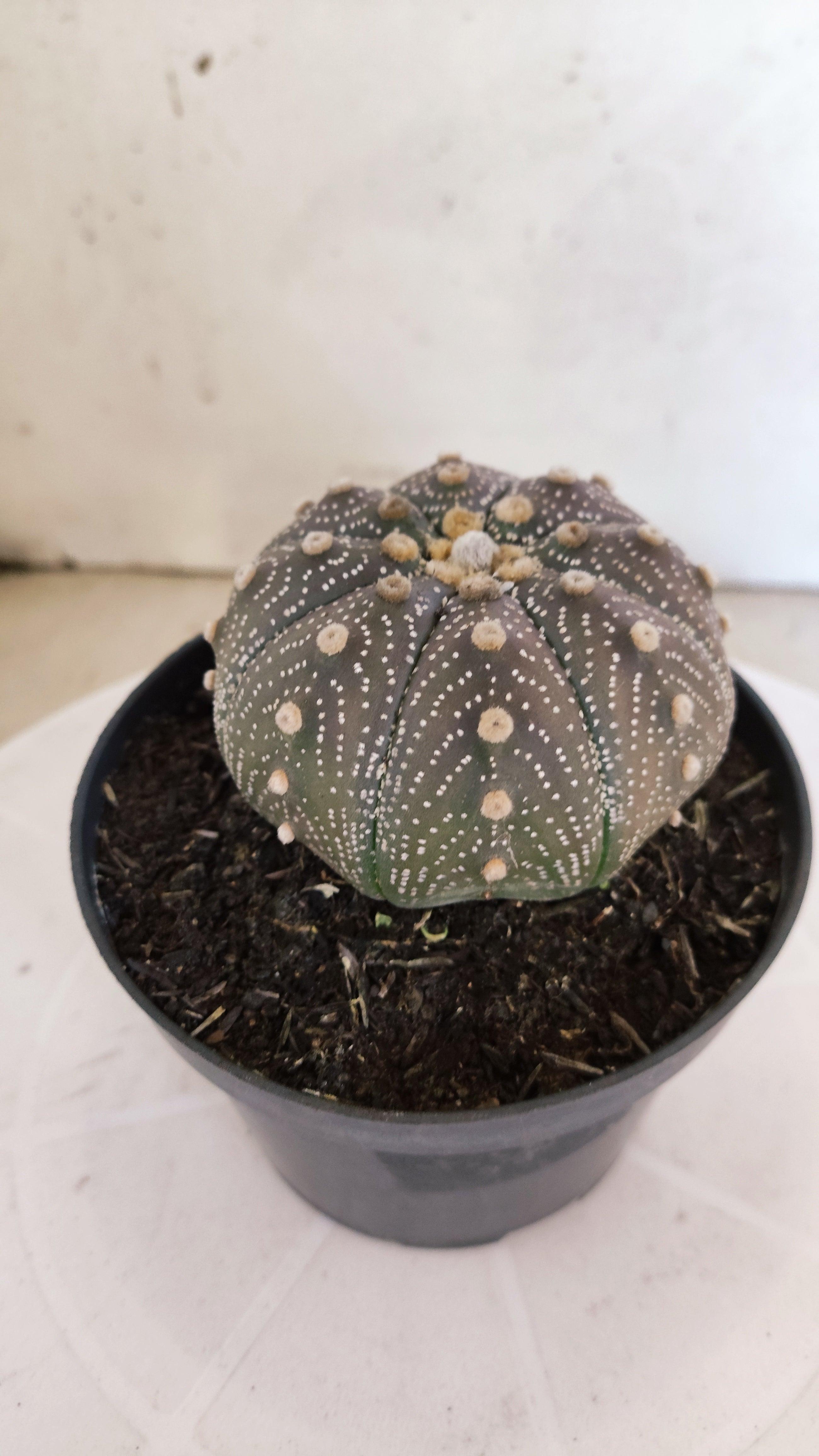 ASTROPHYTUM ASTERIAS “Purple”  Nº 1103 – vaso 11