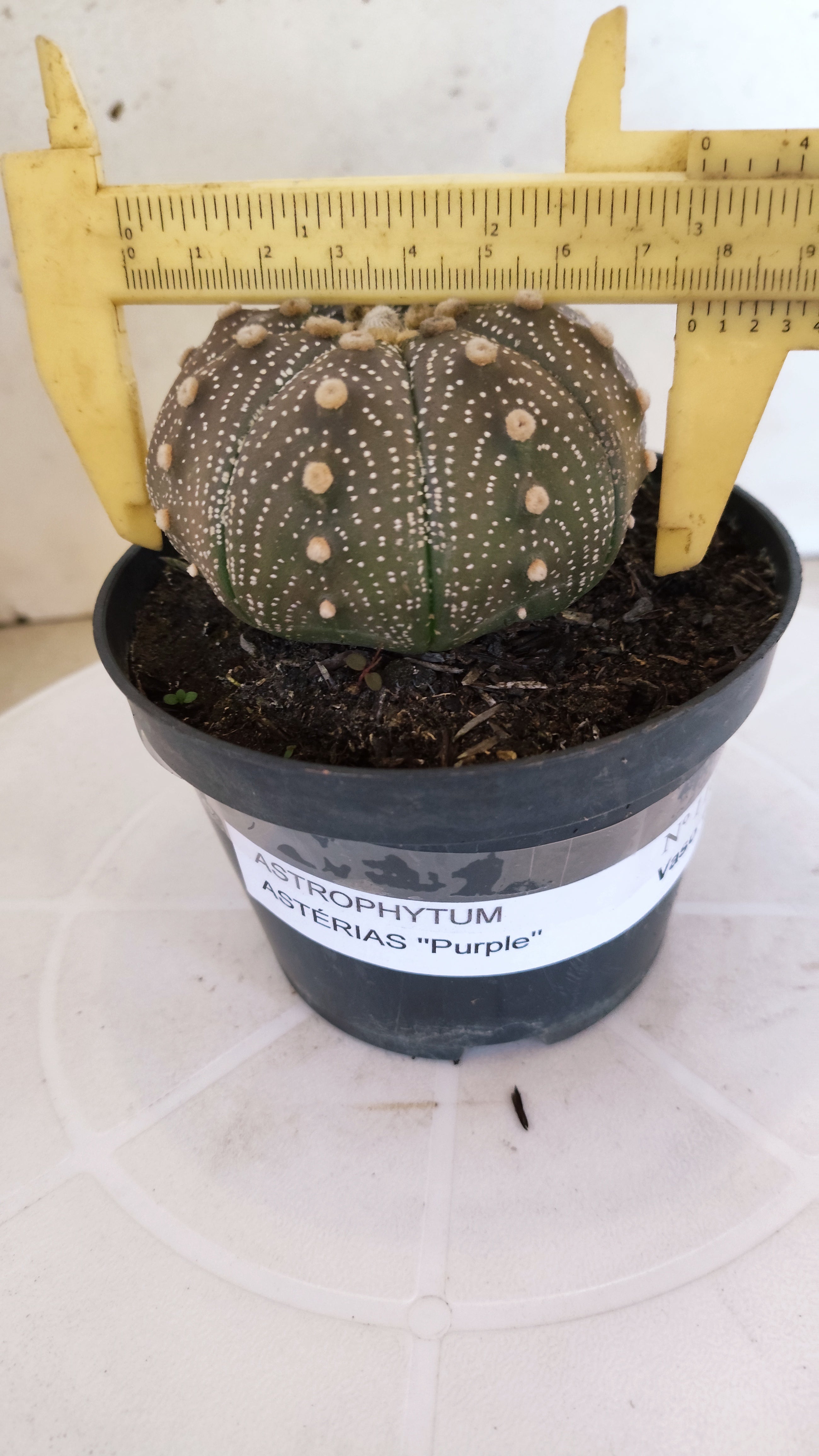 ASTROPHYTUM ASTERIAS “Purple”  Nº 1103 – vaso 11