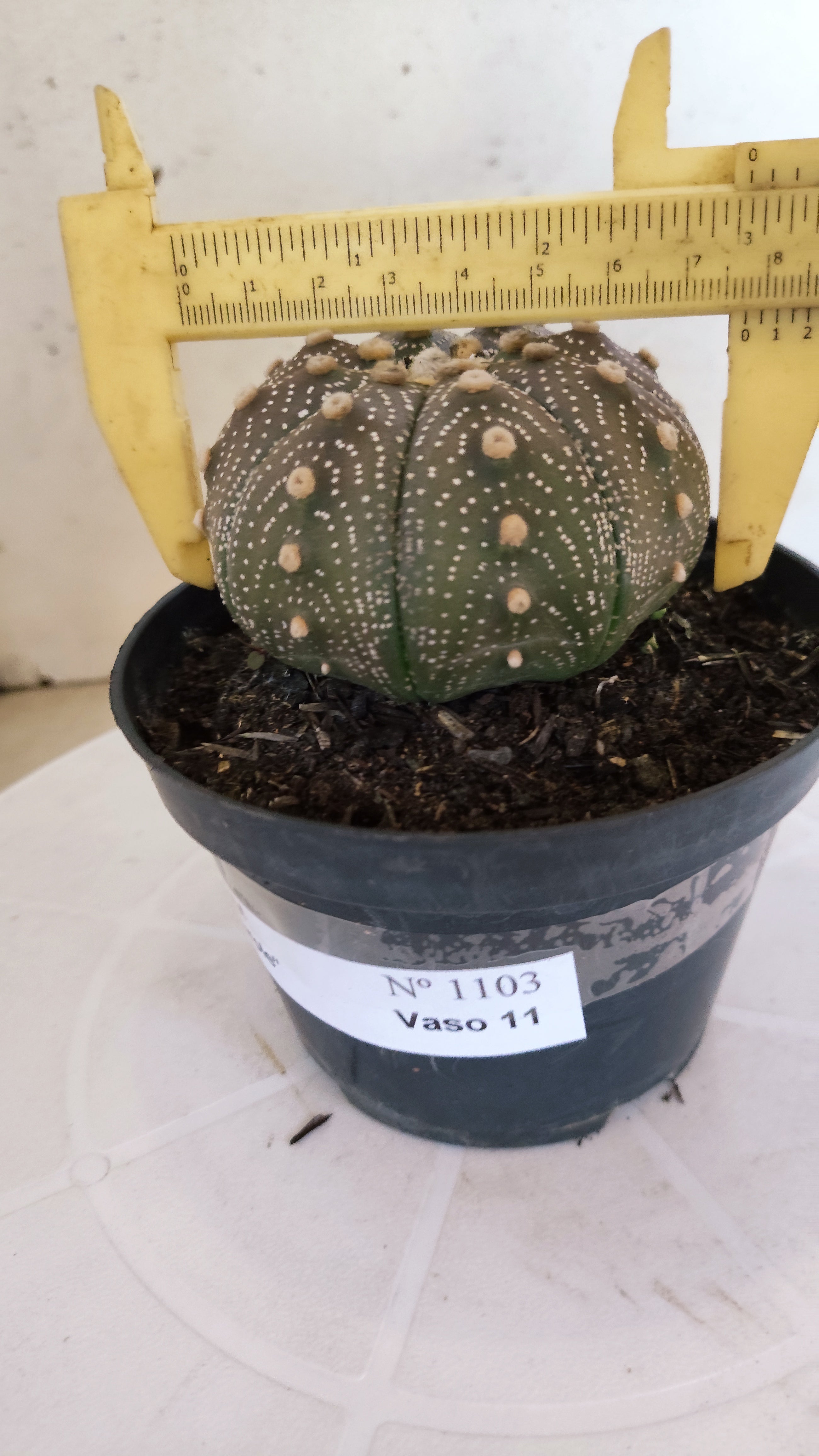 ASTROPHYTUM ASTERIAS “Purple”  Nº 1103 – vaso 11