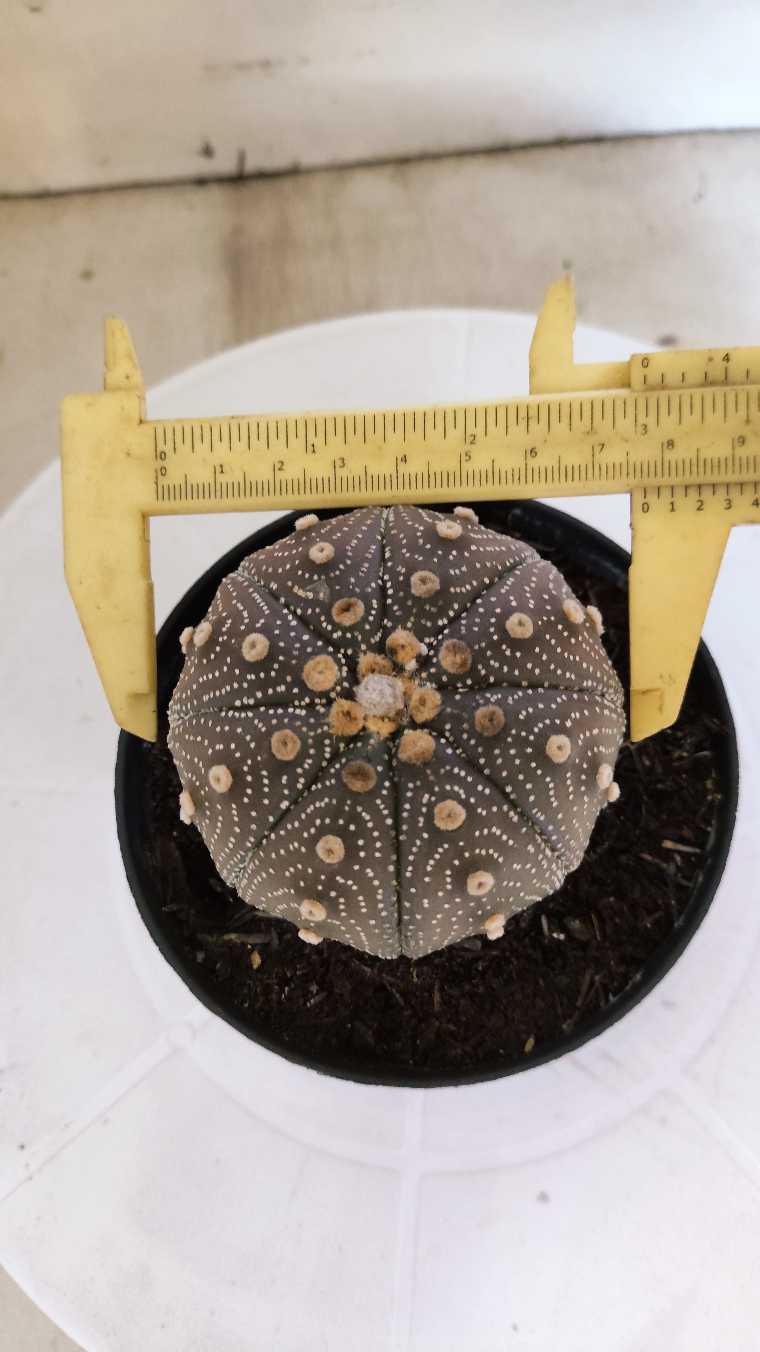 ASTROPHYTUM ASTERIAS “Purple”  Nº 1103 – vaso 11