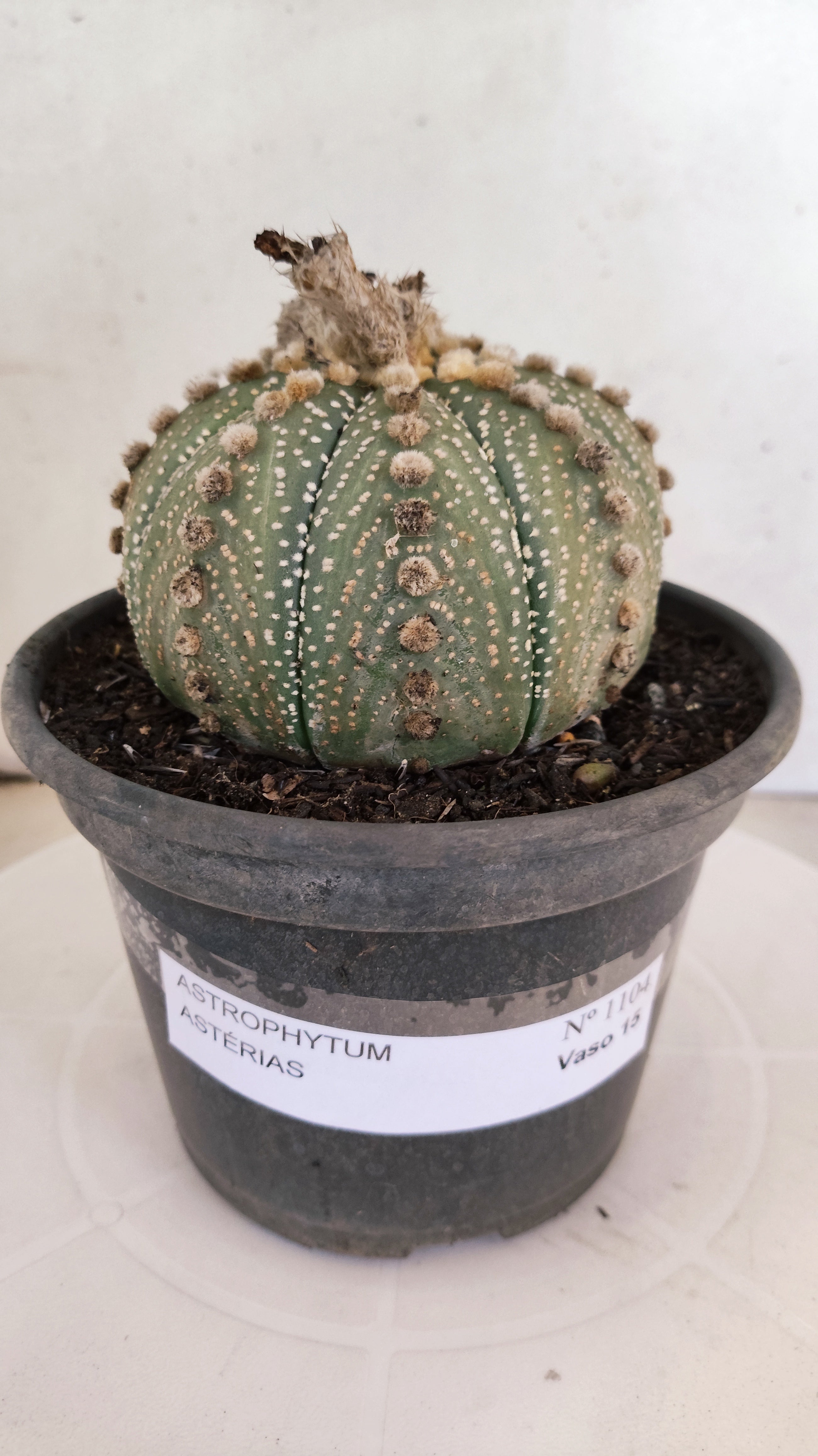 MATRIZ ASTROPHYTUM ASTÉRIAS  Nº 1104 – vaso 15