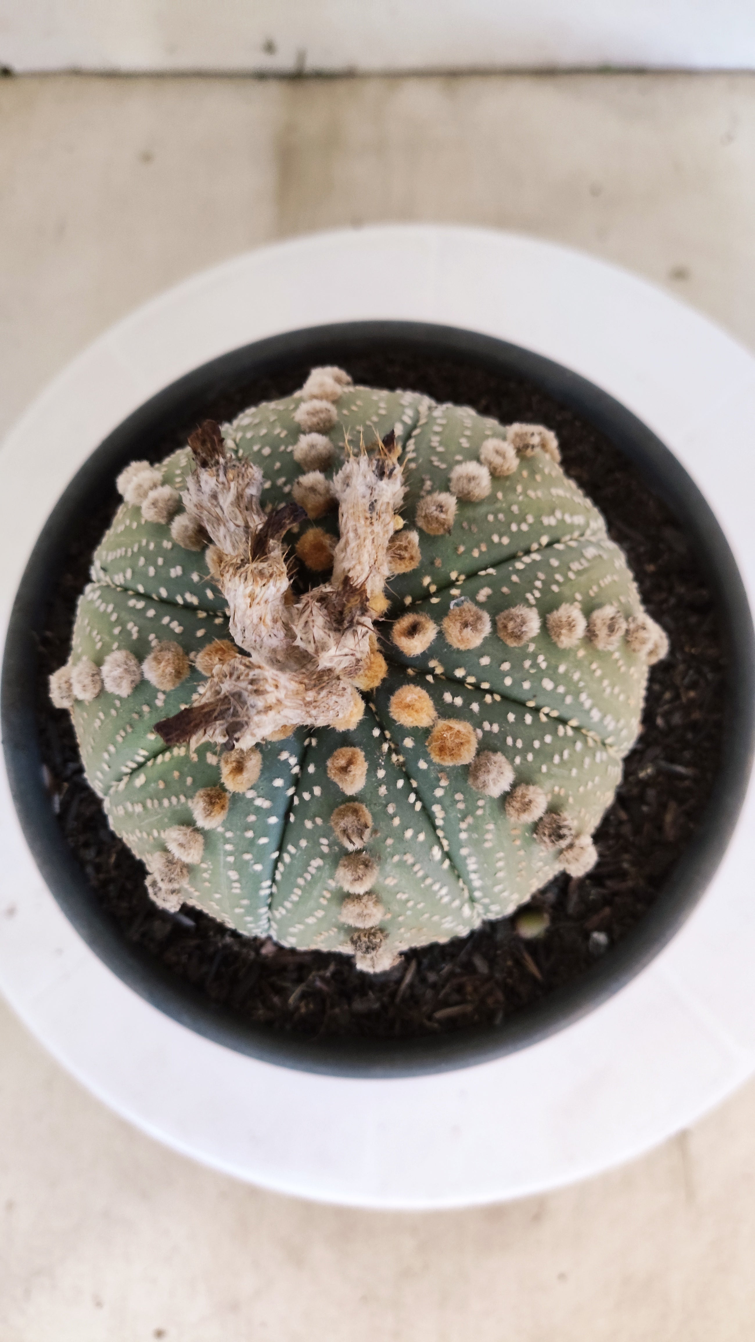 MATRIZ ASTROPHYTUM ASTÉRIAS  Nº 1104 – vaso 15