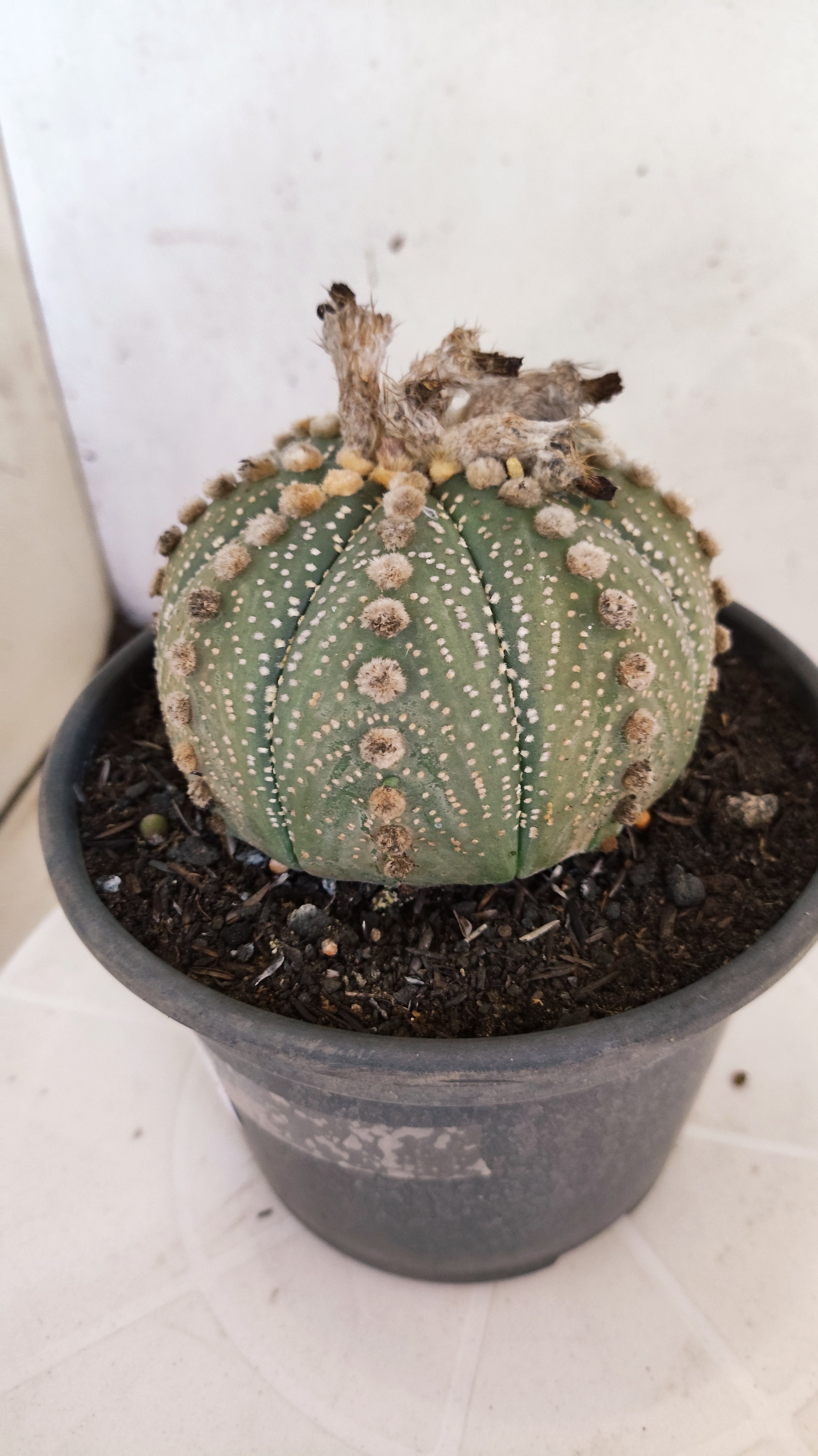 MATRIZ ASTROPHYTUM ASTÉRIAS  Nº 1104 – vaso 15