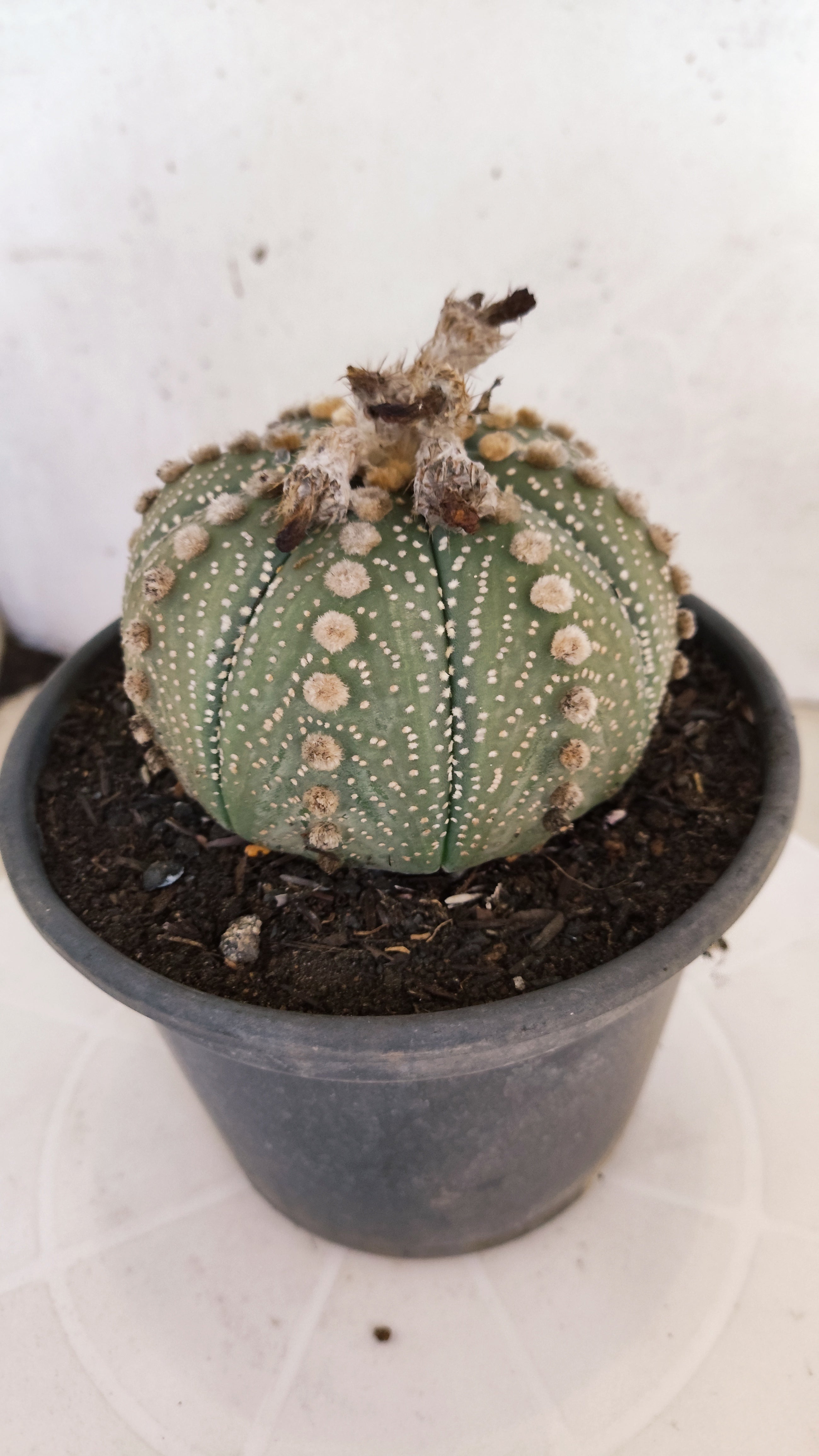 MATRIZ ASTROPHYTUM ASTÉRIAS  Nº 1104 – vaso 15