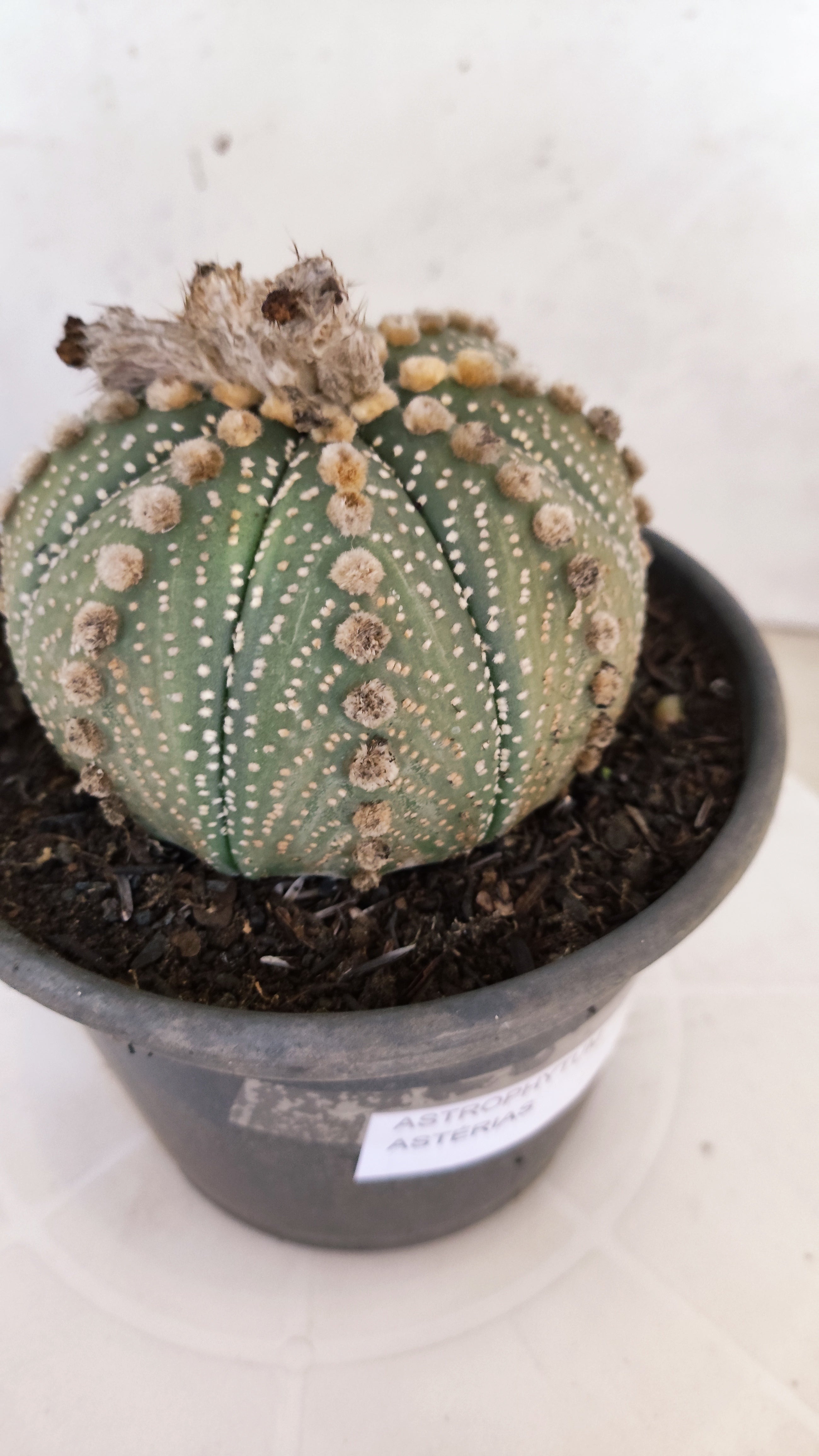 MATRIZ ASTROPHYTUM ASTÉRIAS  Nº 1104 – vaso 15