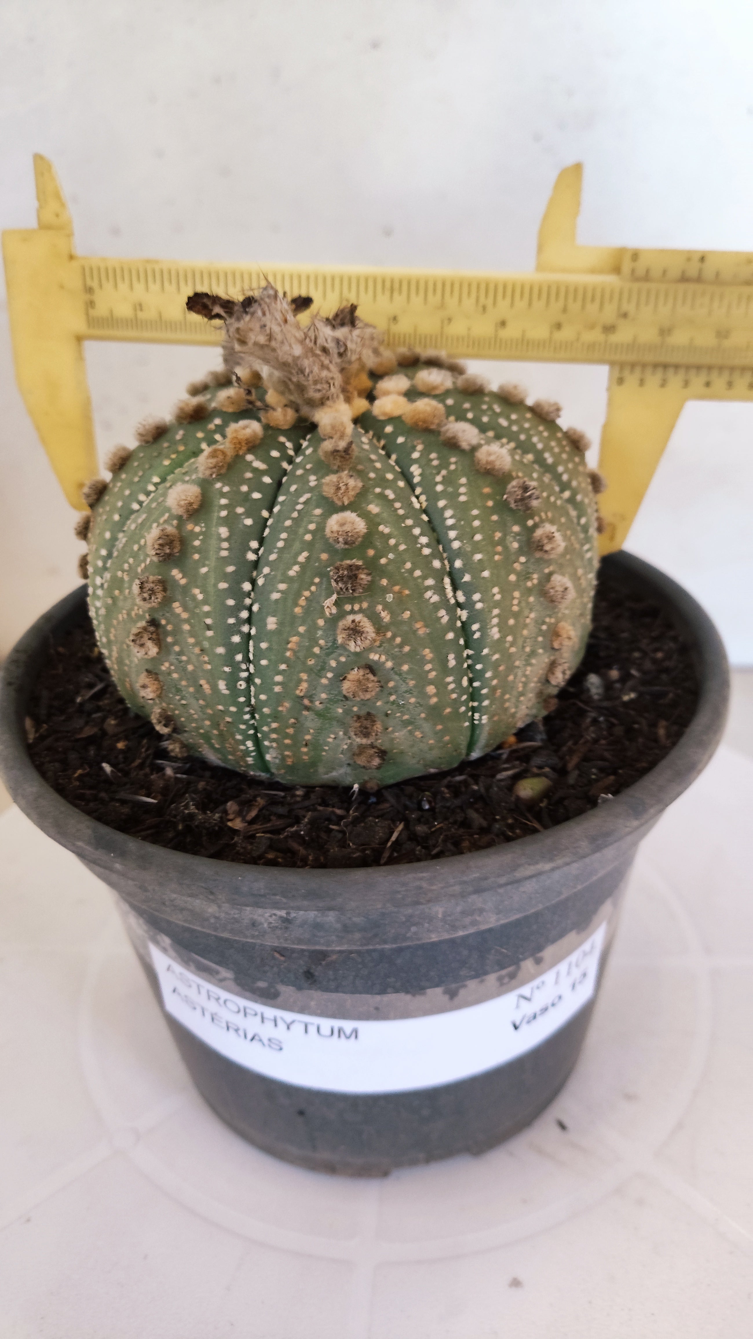 MATRIZ ASTROPHYTUM ASTÉRIAS  Nº 1104 – vaso 15
