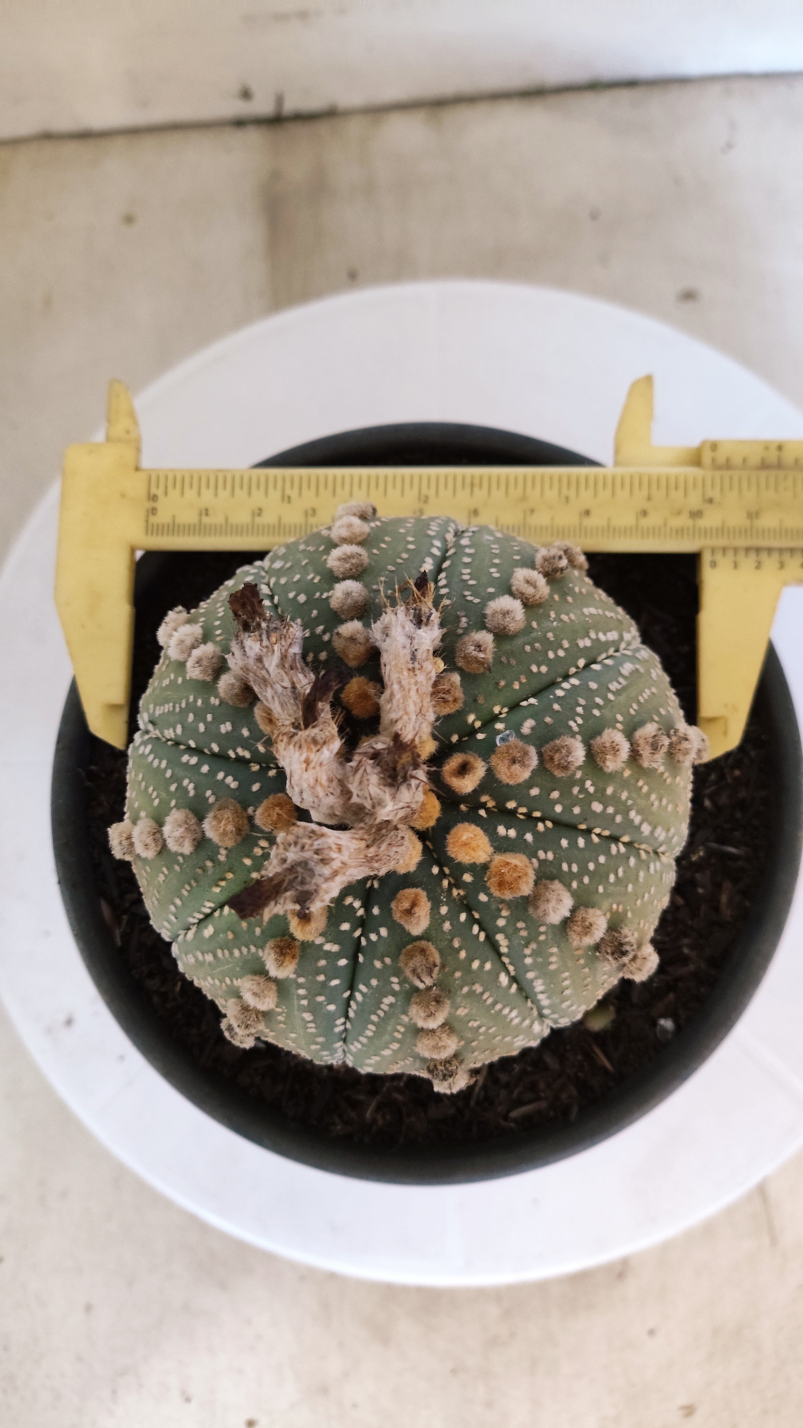 MATRIZ ASTROPHYTUM ASTÉRIAS  Nº 1104 – vaso 15
