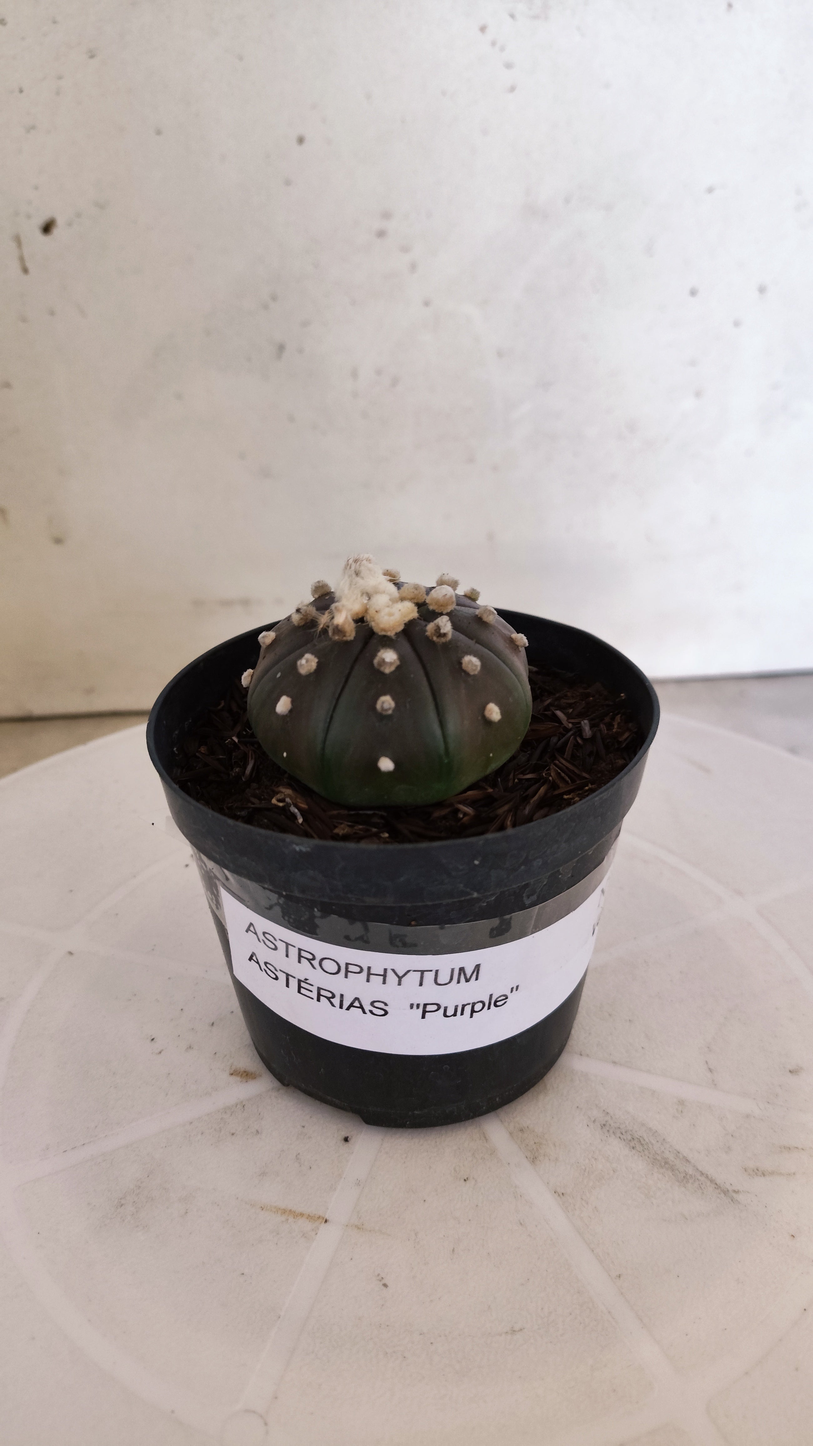 ASTROPHYTUM ASTERIAS “Purple”  Nº 1105 – vaso 09