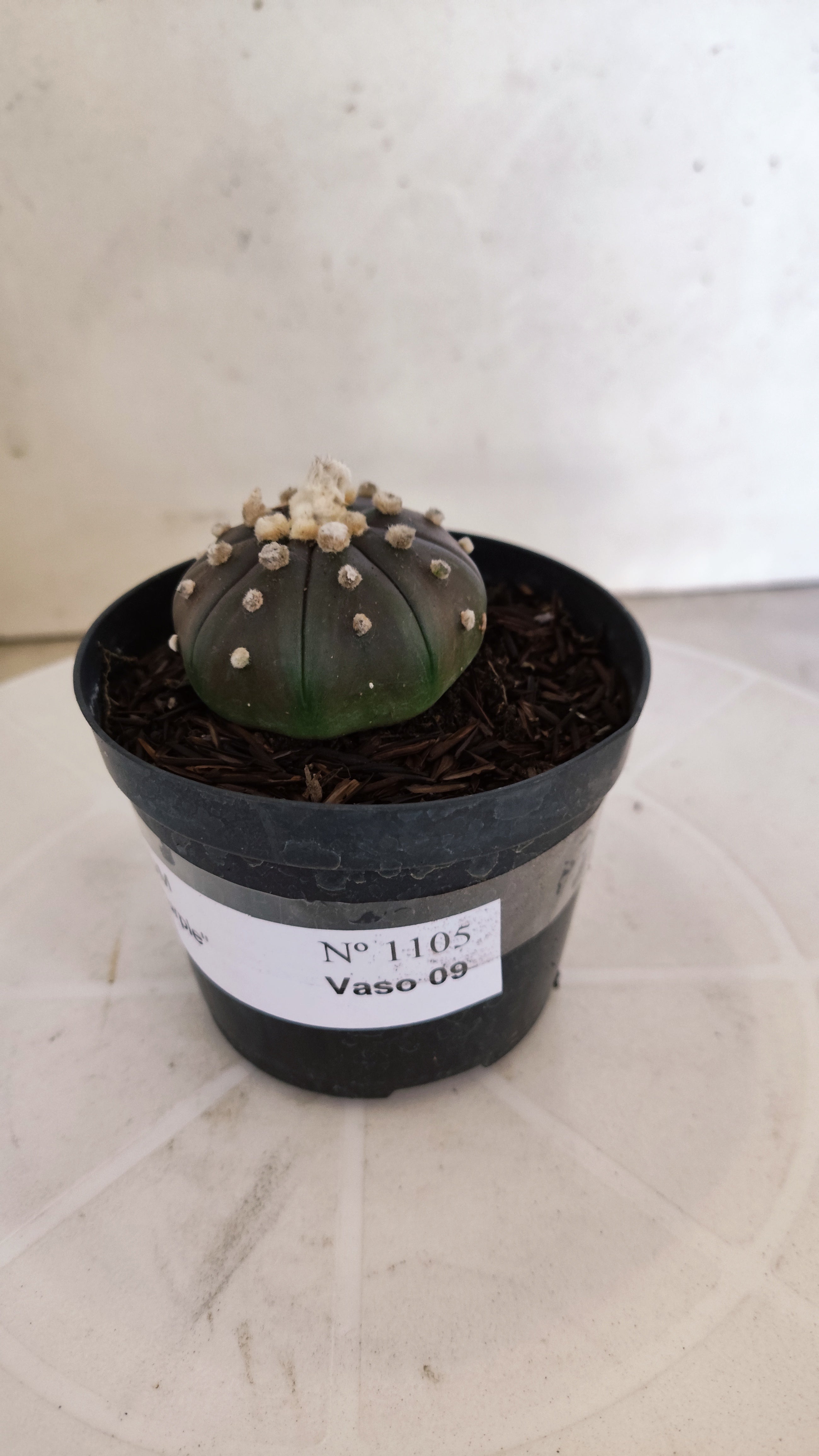 ASTROPHYTUM ASTERIAS “Purple”  Nº 1105 – vaso 09