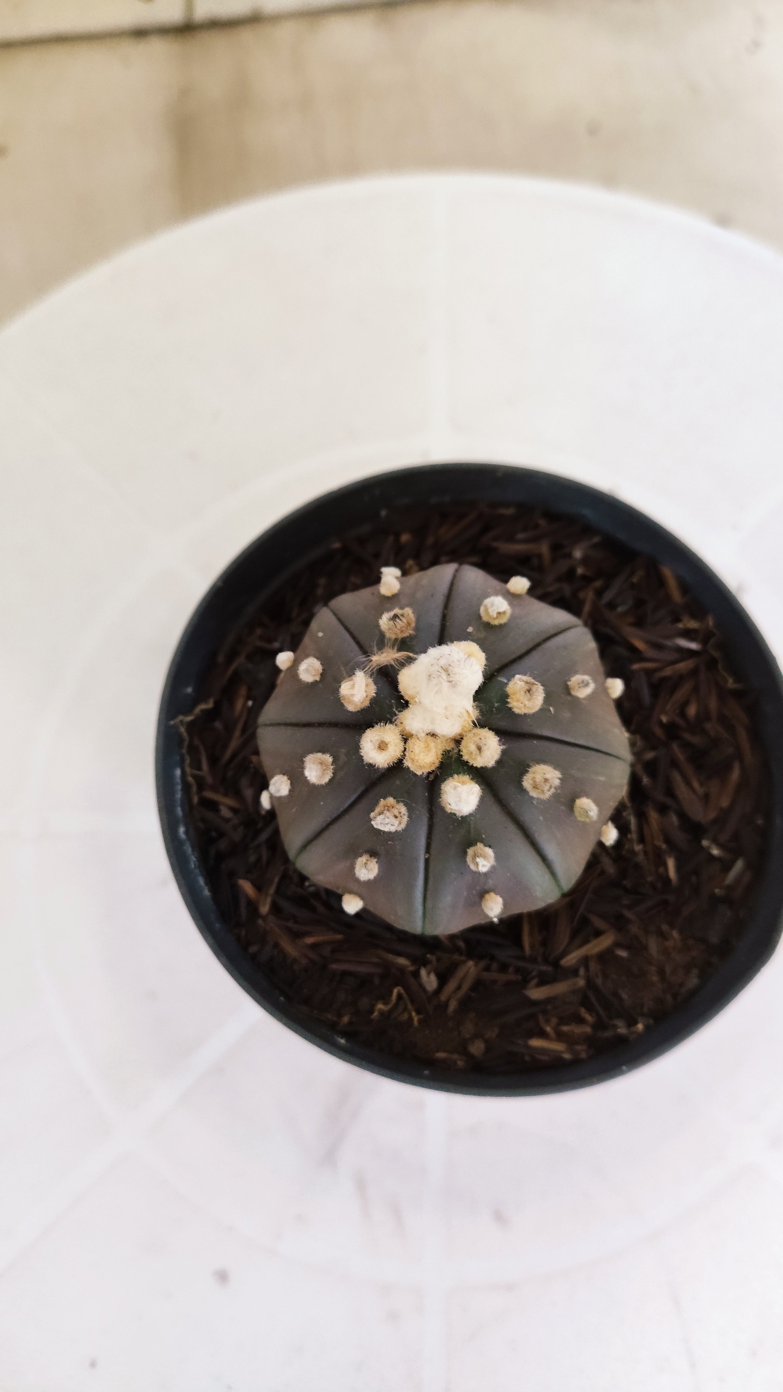 ASTROPHYTUM ASTERIAS “Purple”  Nº 1105 – vaso 09
