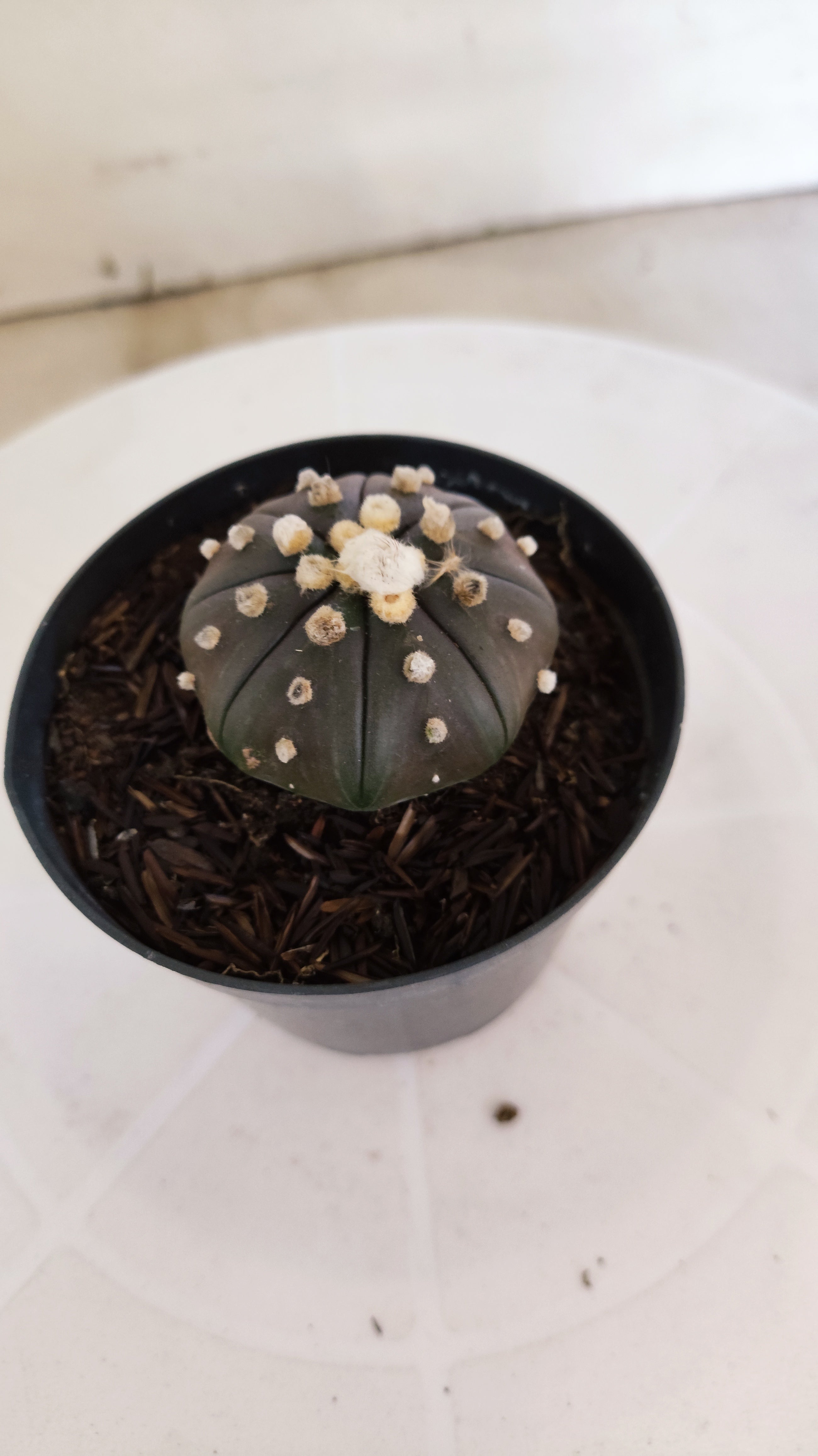 ASTROPHYTUM ASTERIAS “Purple”  Nº 1105 – vaso 09