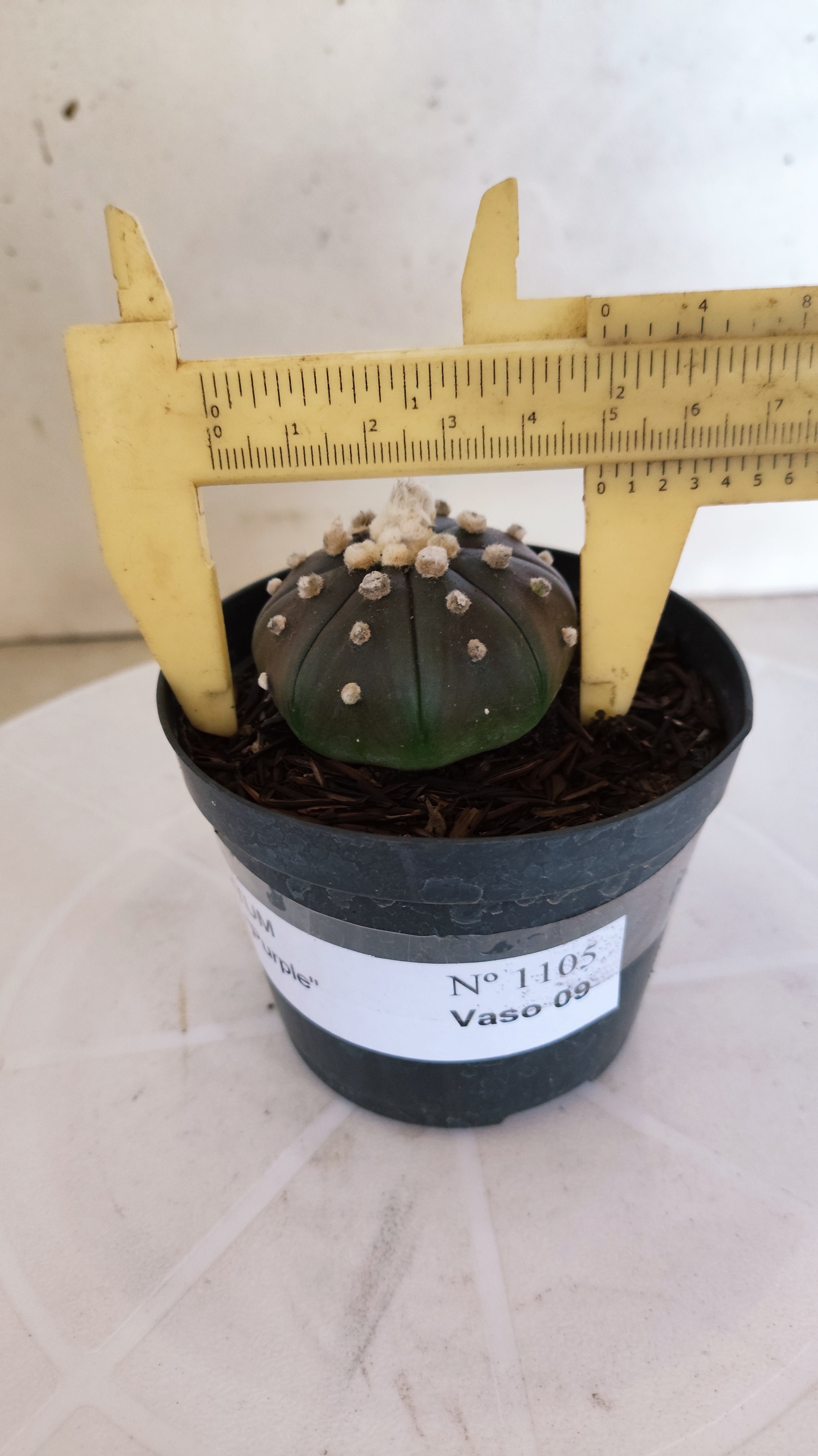 ASTROPHYTUM ASTERIAS “Purple”  Nº 1105 – vaso 09