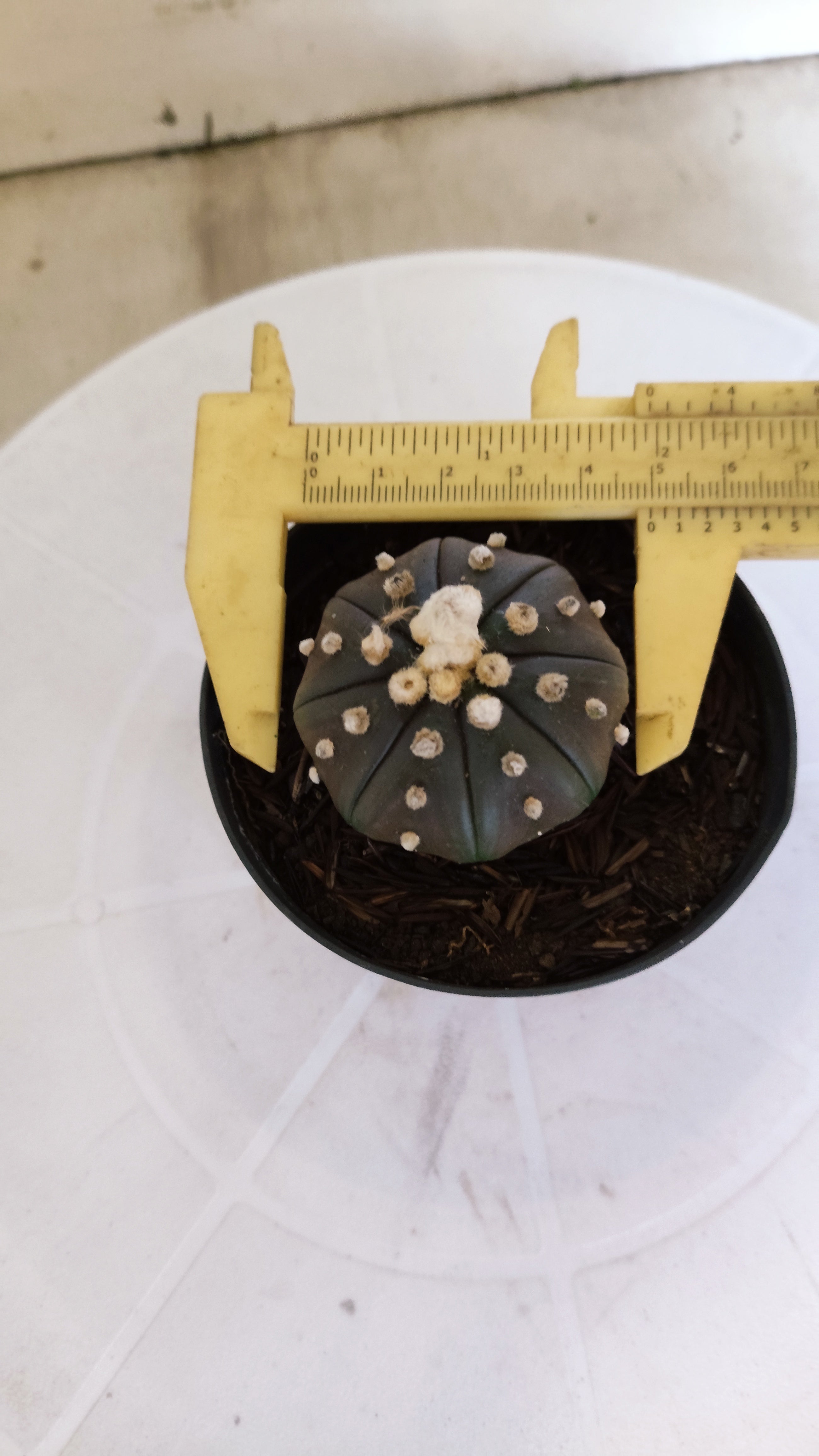 ASTROPHYTUM ASTERIAS “Purple”  Nº 1105 – vaso 09