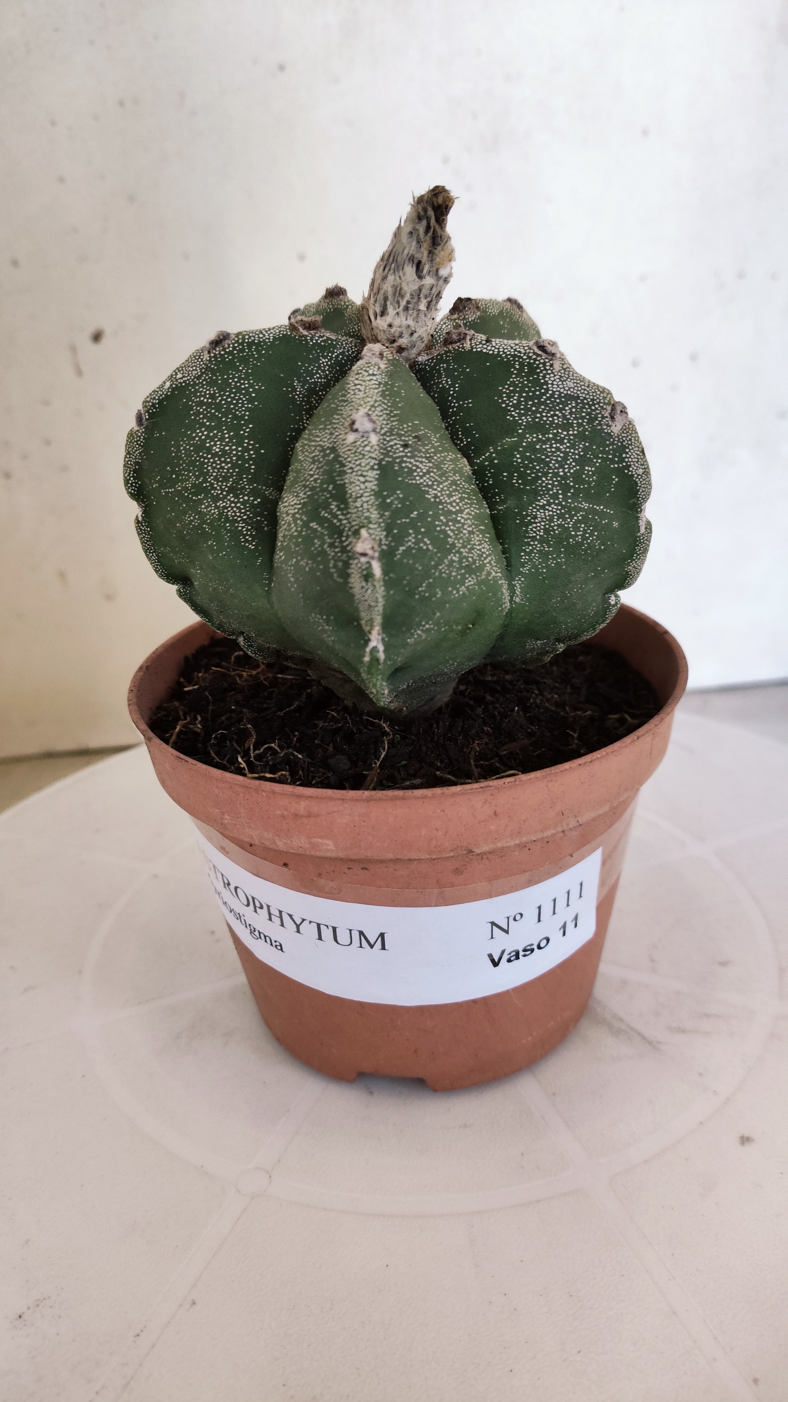MATRIZ ASTROPHYTUM Myriostigma  Nº 1111 – vaso 11