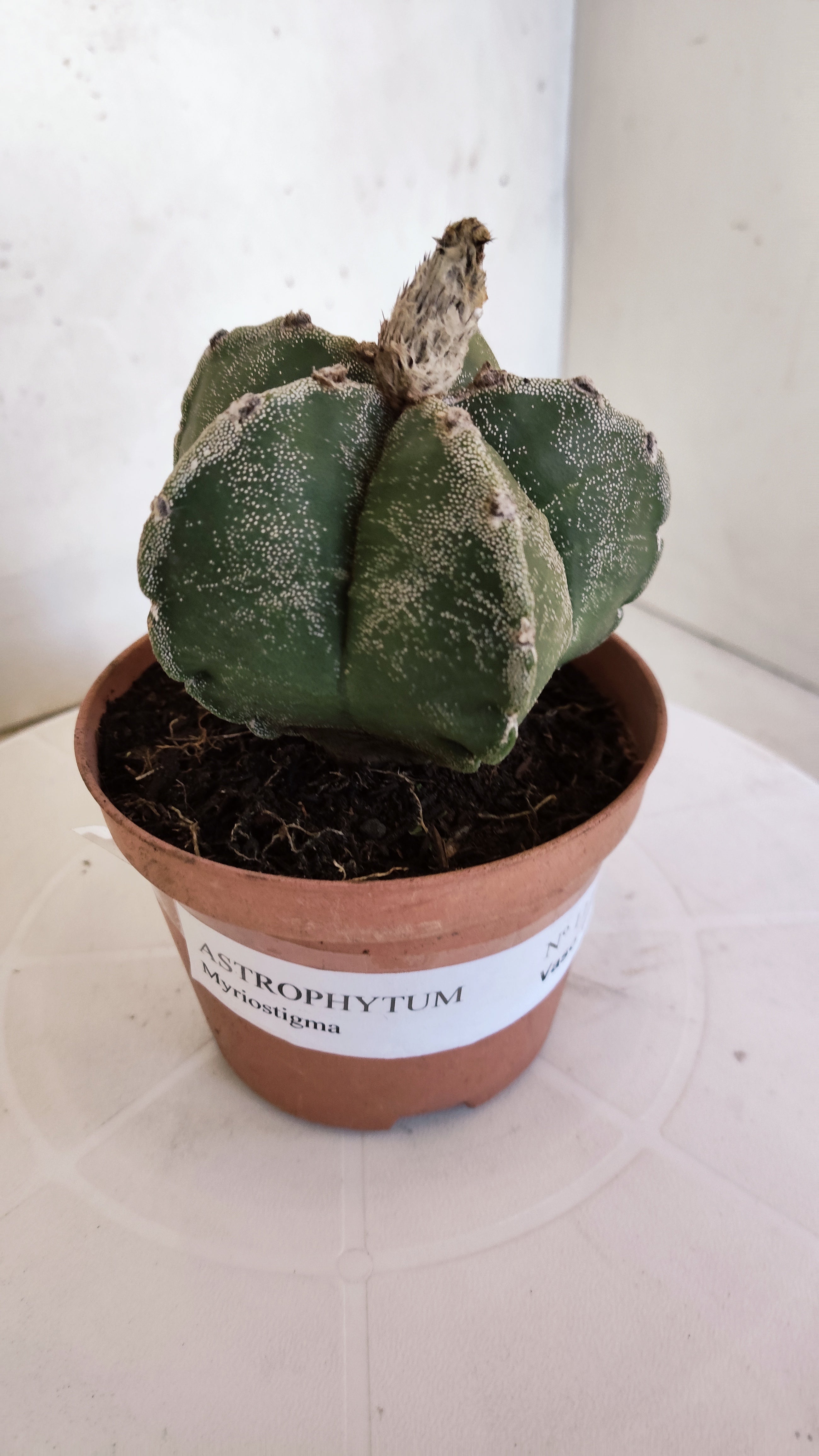 MATRIZ ASTROPHYTUM Myriostigma  Nº 1111 – vaso 11