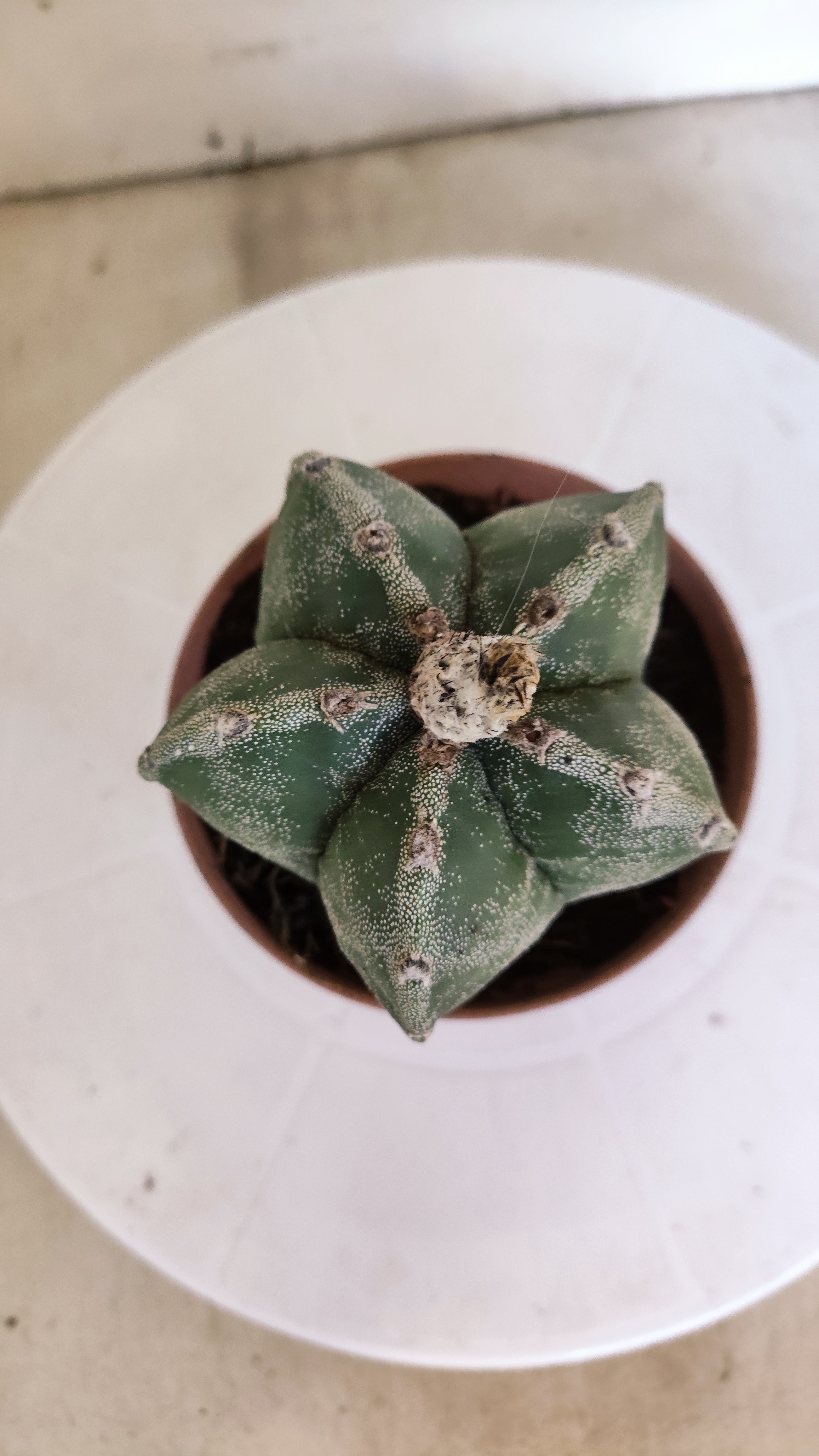 MATRIZ ASTROPHYTUM Myriostigma  Nº 1111 – vaso 11