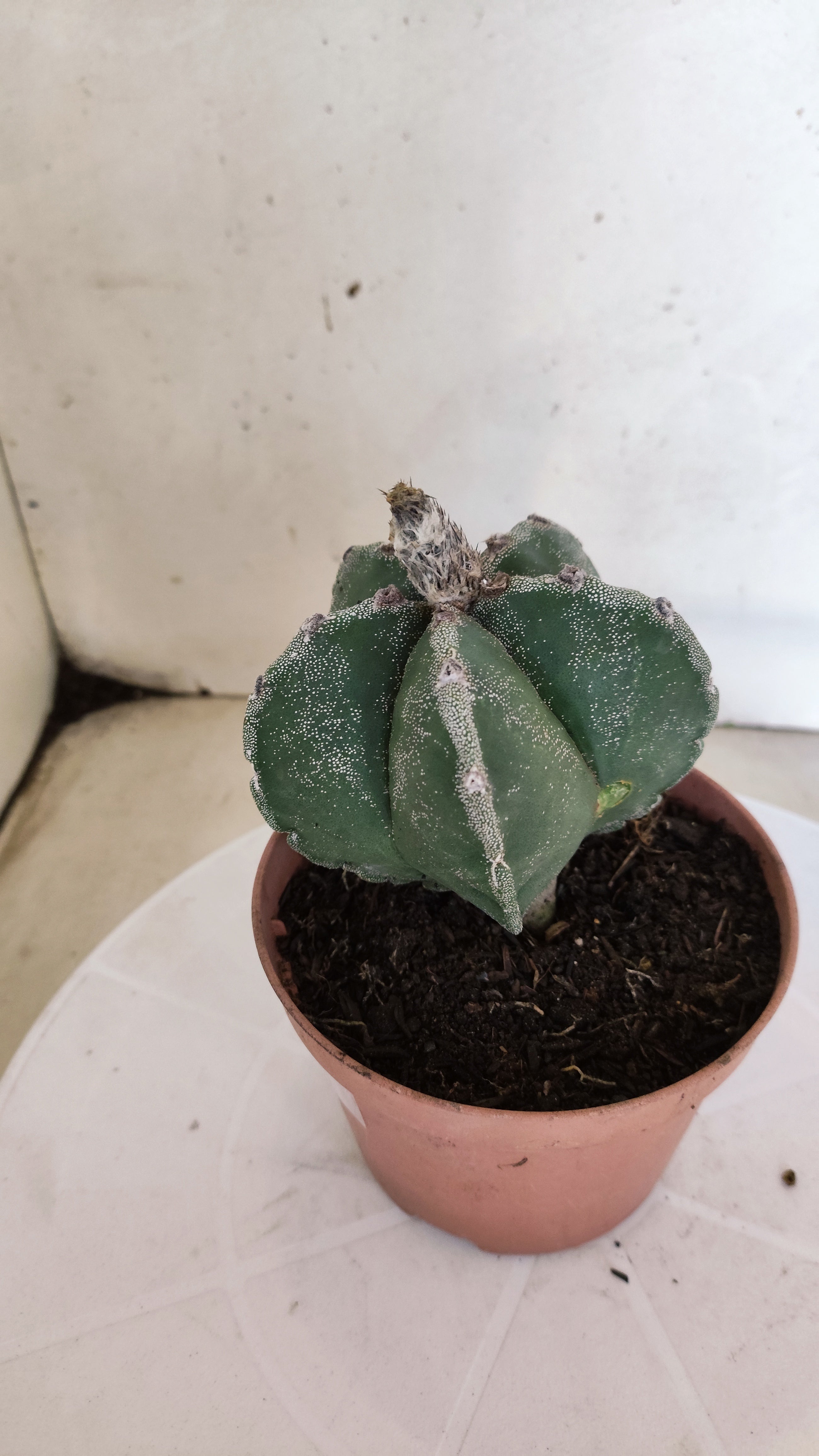 MATRIZ ASTROPHYTUM Myriostigma  Nº 1111 – vaso 11