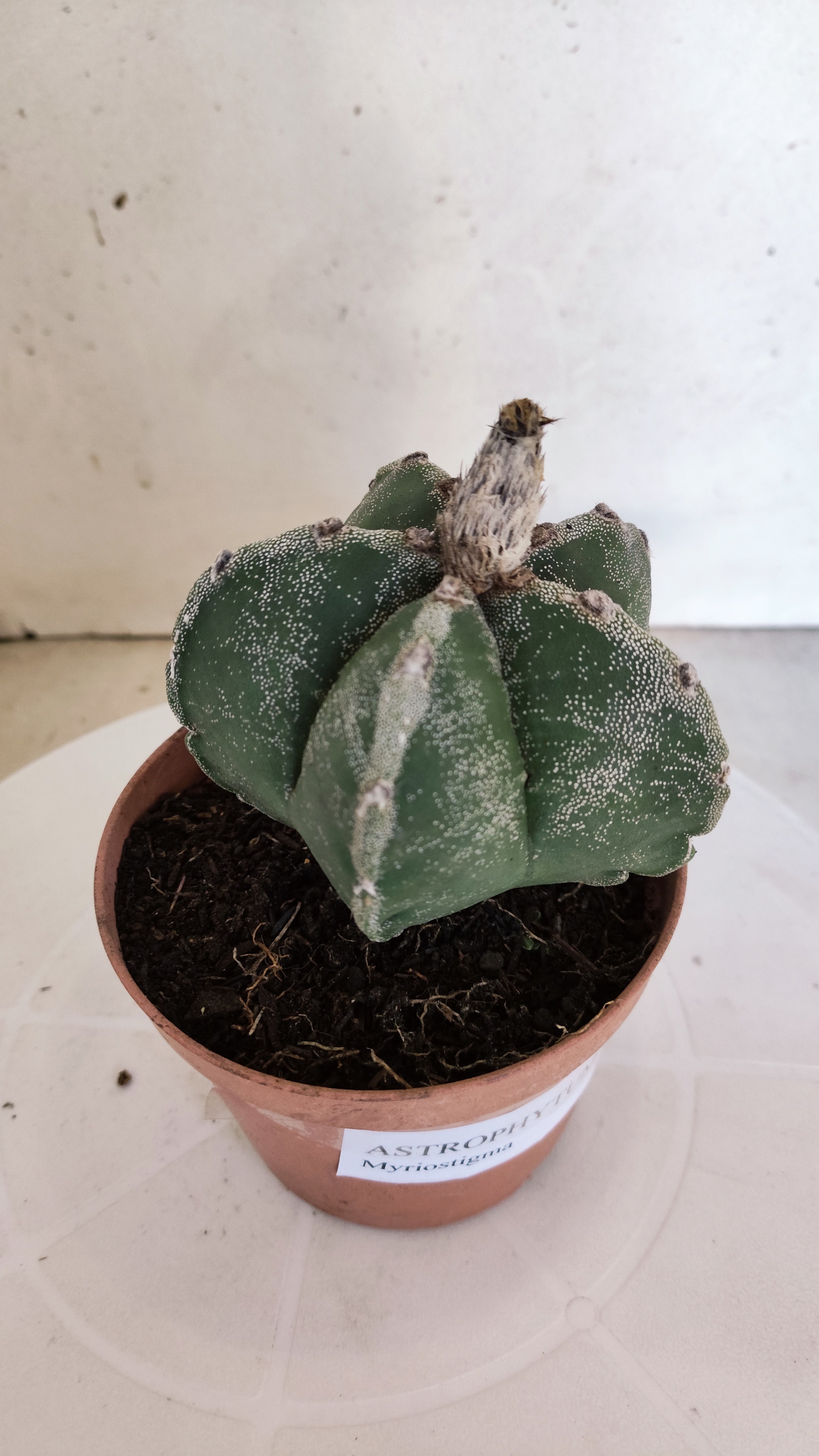 MATRIZ ASTROPHYTUM Myriostigma  Nº 1111 – vaso 11