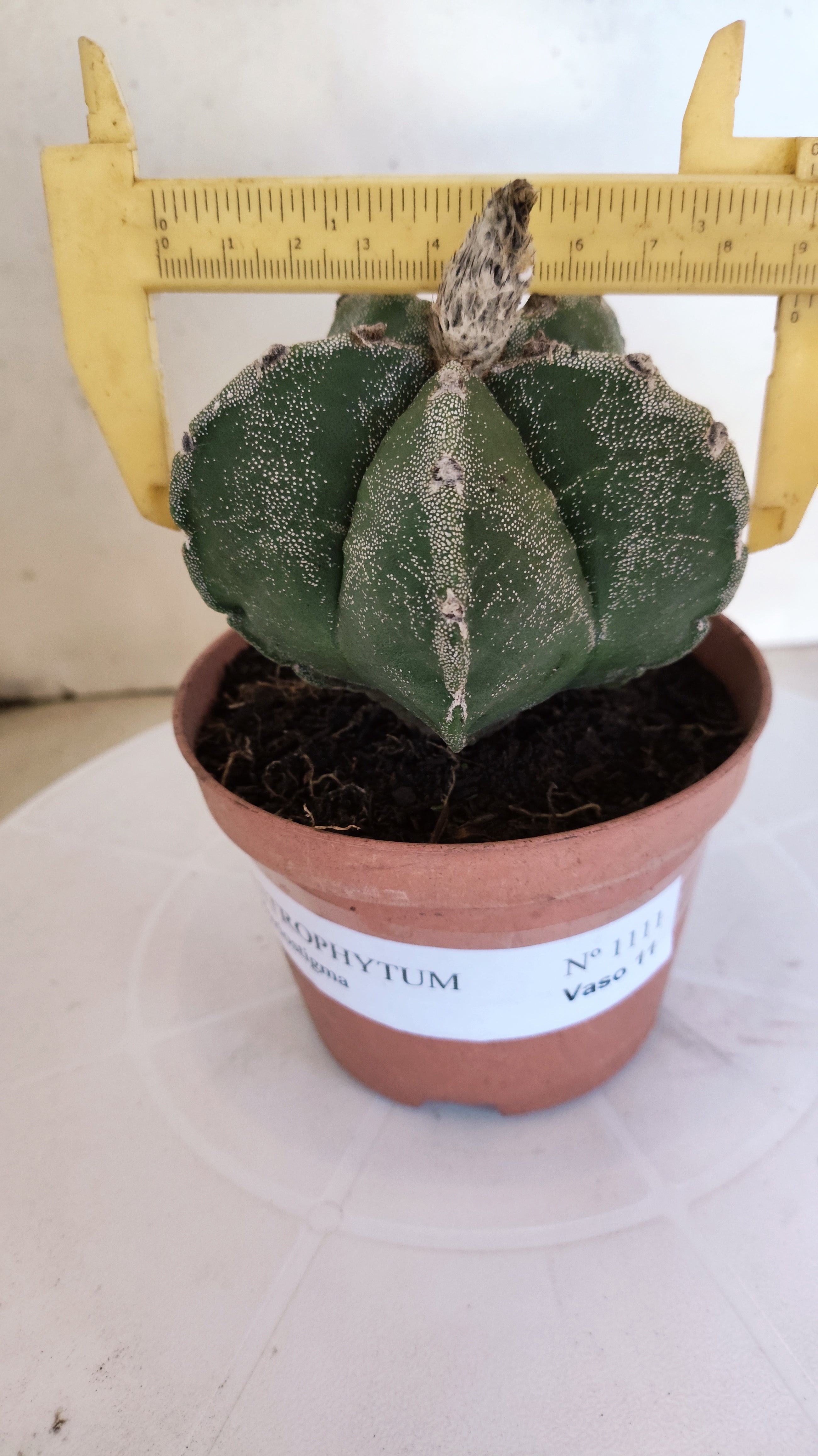 MATRIZ ASTROPHYTUM Myriostigma  Nº 1111 – vaso 11