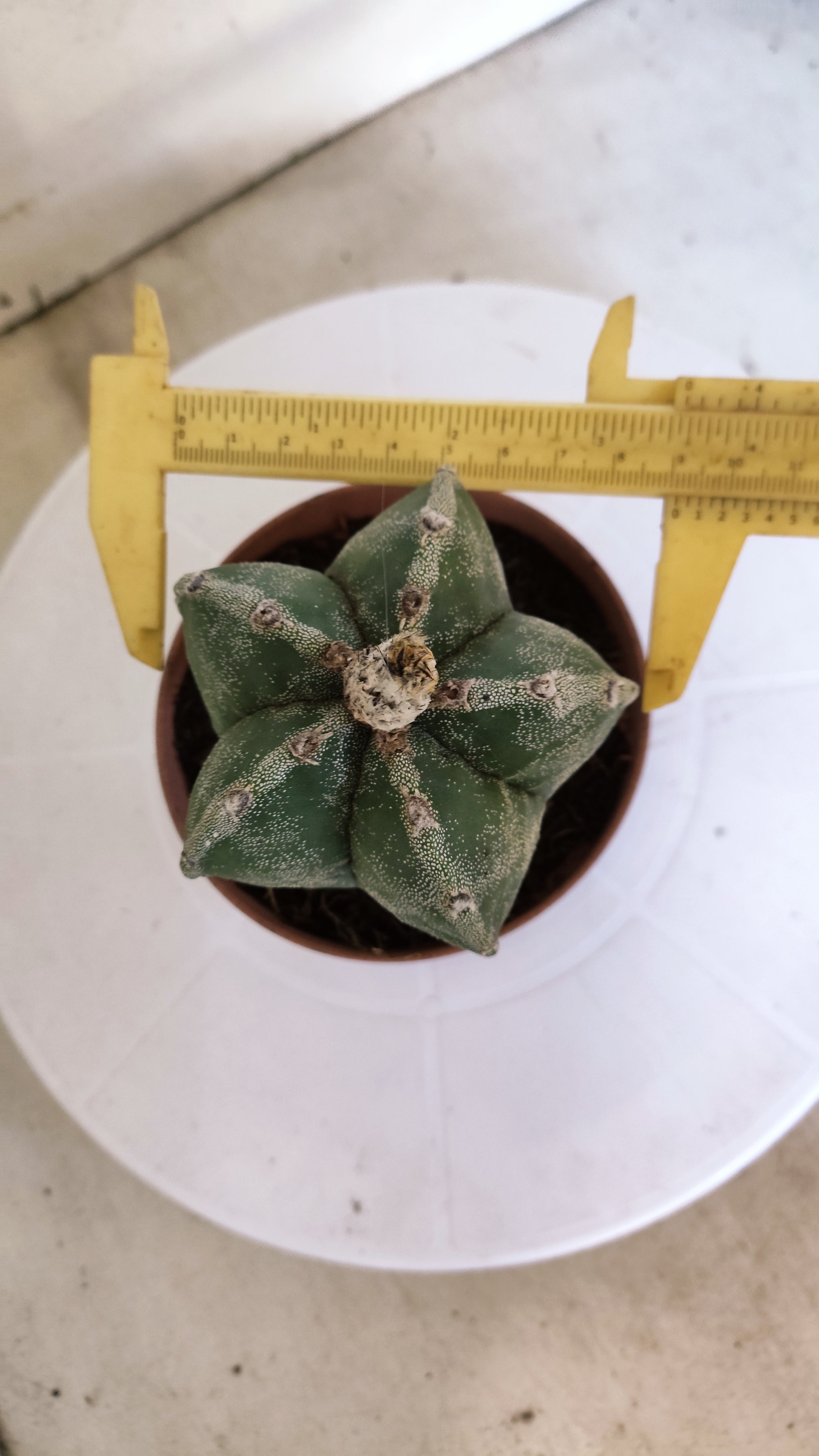 MATRIZ ASTROPHYTUM Myriostigma  Nº 1111 – vaso 11
