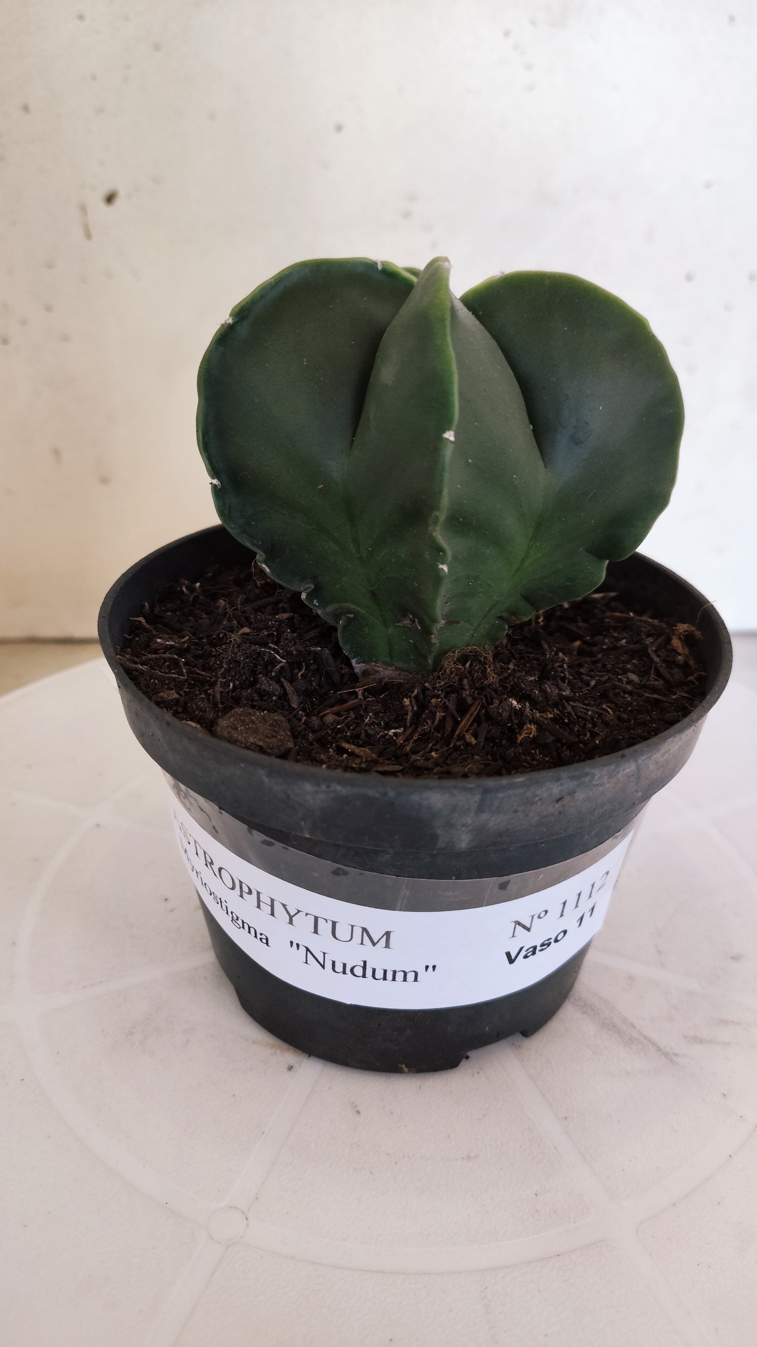MATRIZ ASTROPHYTUM Myriostigma "NUDUM" Nº 1112 – vaso 11