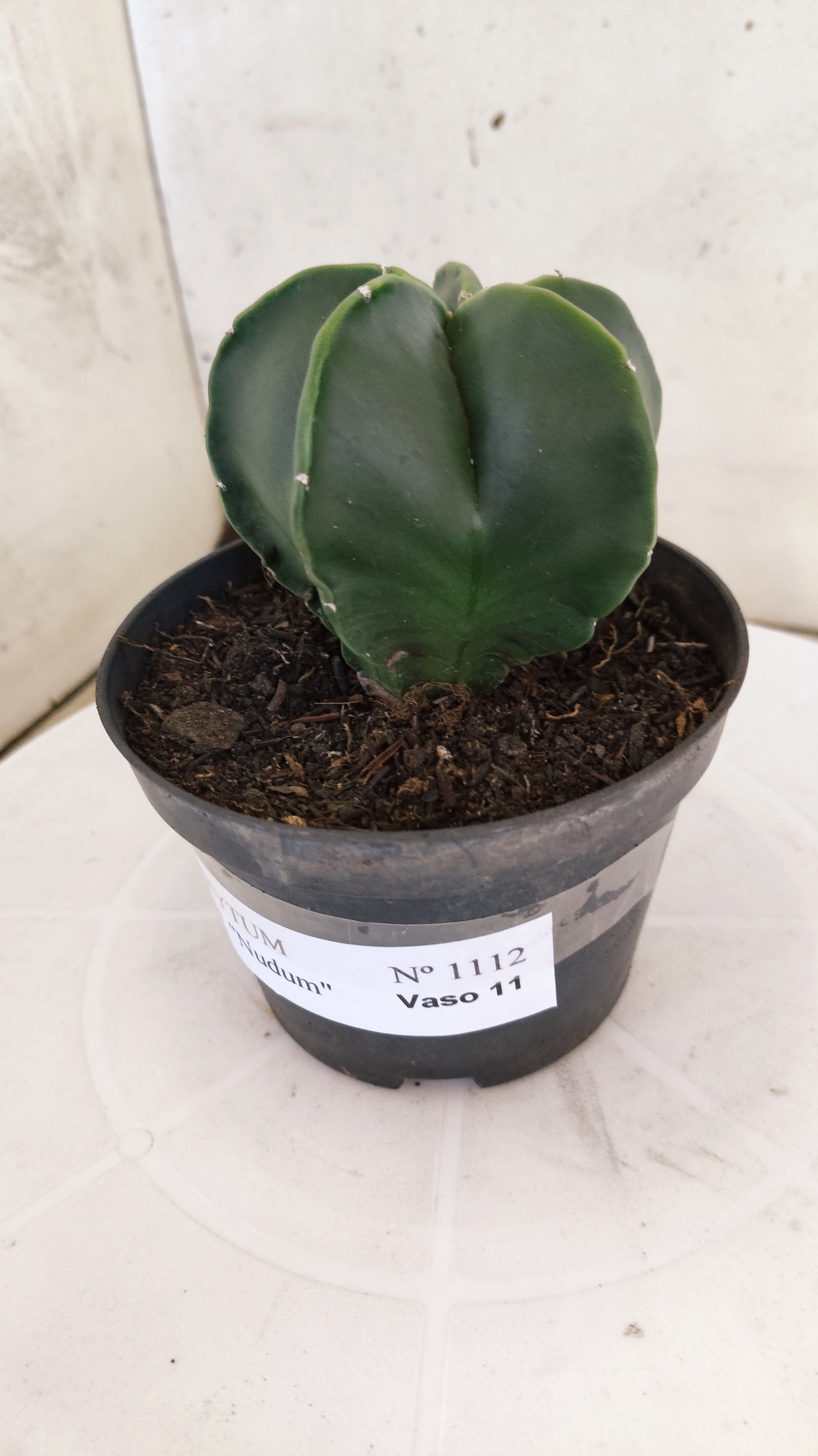 MATRIZ ASTROPHYTUM Myriostigma "NUDUM" Nº 1112 – vaso 11