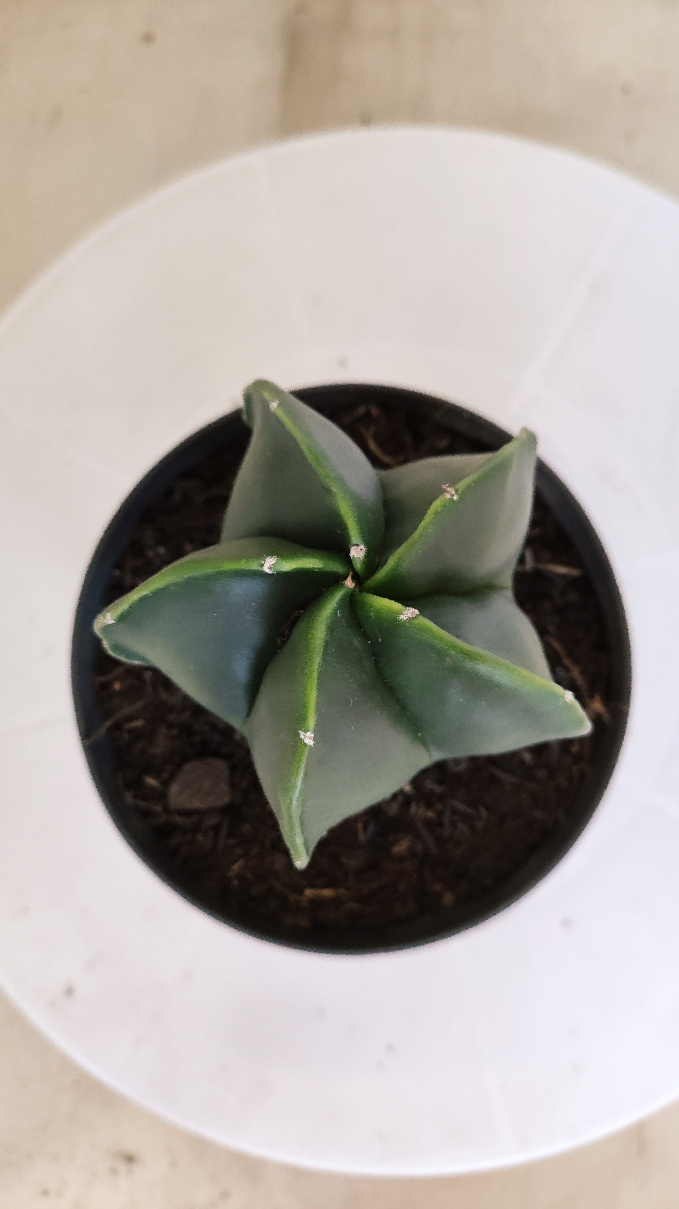 MATRIZ ASTROPHYTUM Myriostigma "NUDUM" Nº 1112 – vaso 11