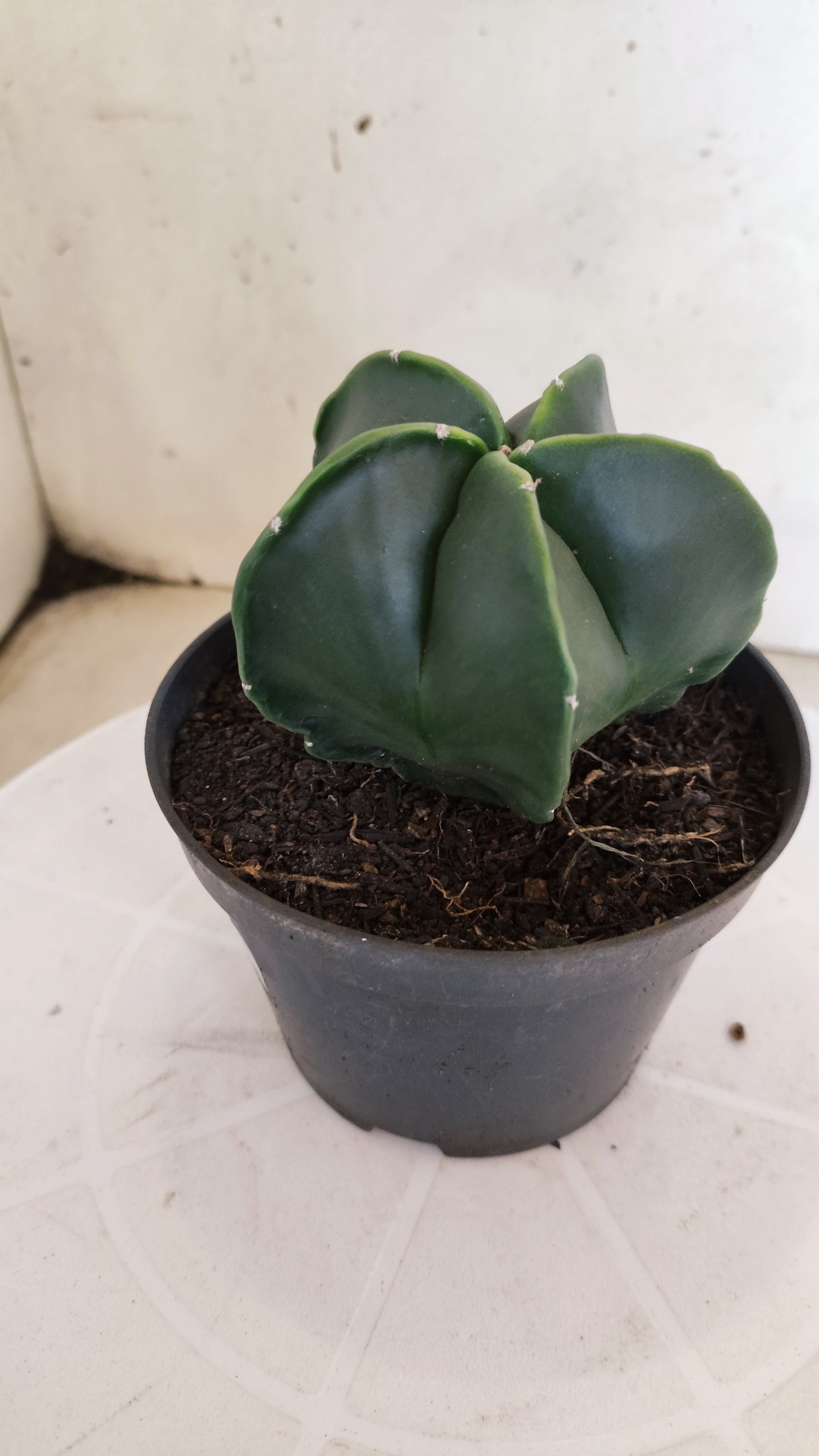 MATRIZ ASTROPHYTUM Myriostigma "NUDUM" Nº 1112 – vaso 11