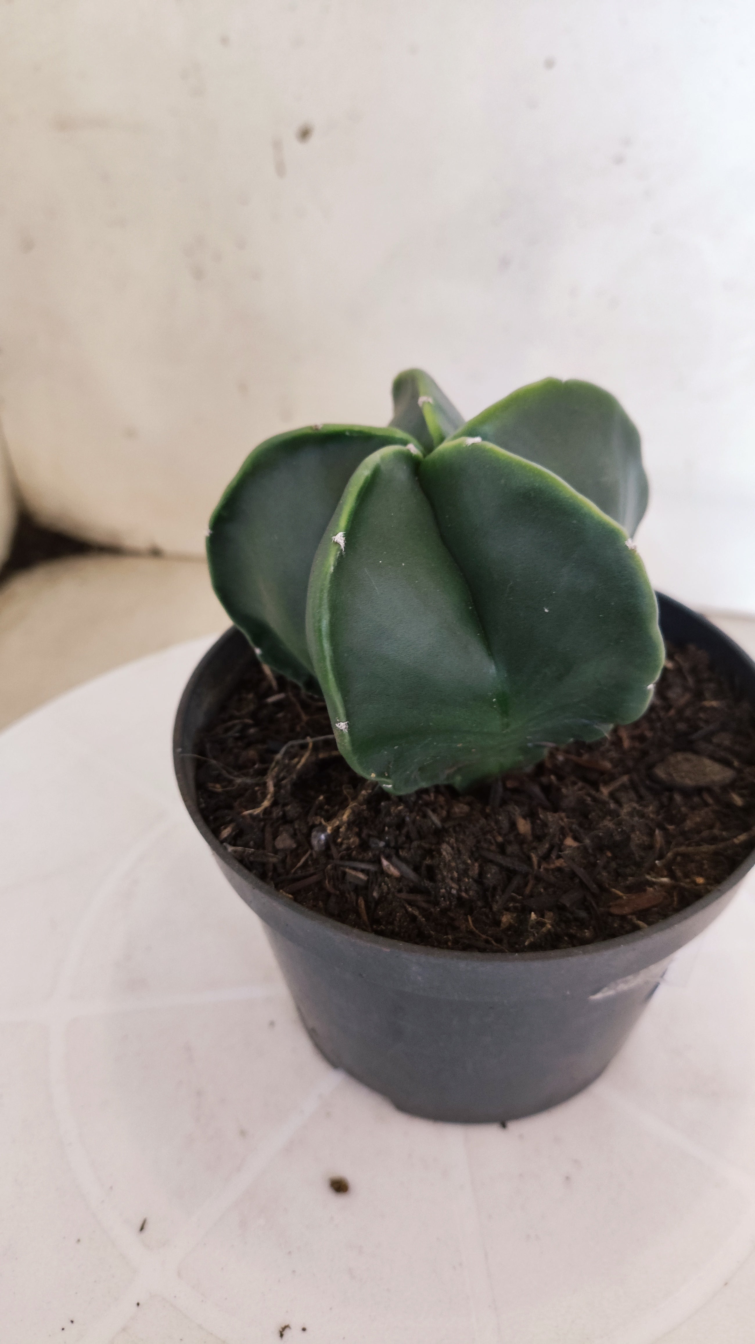 MATRIZ ASTROPHYTUM Myriostigma "NUDUM" Nº 1112 – vaso 11
