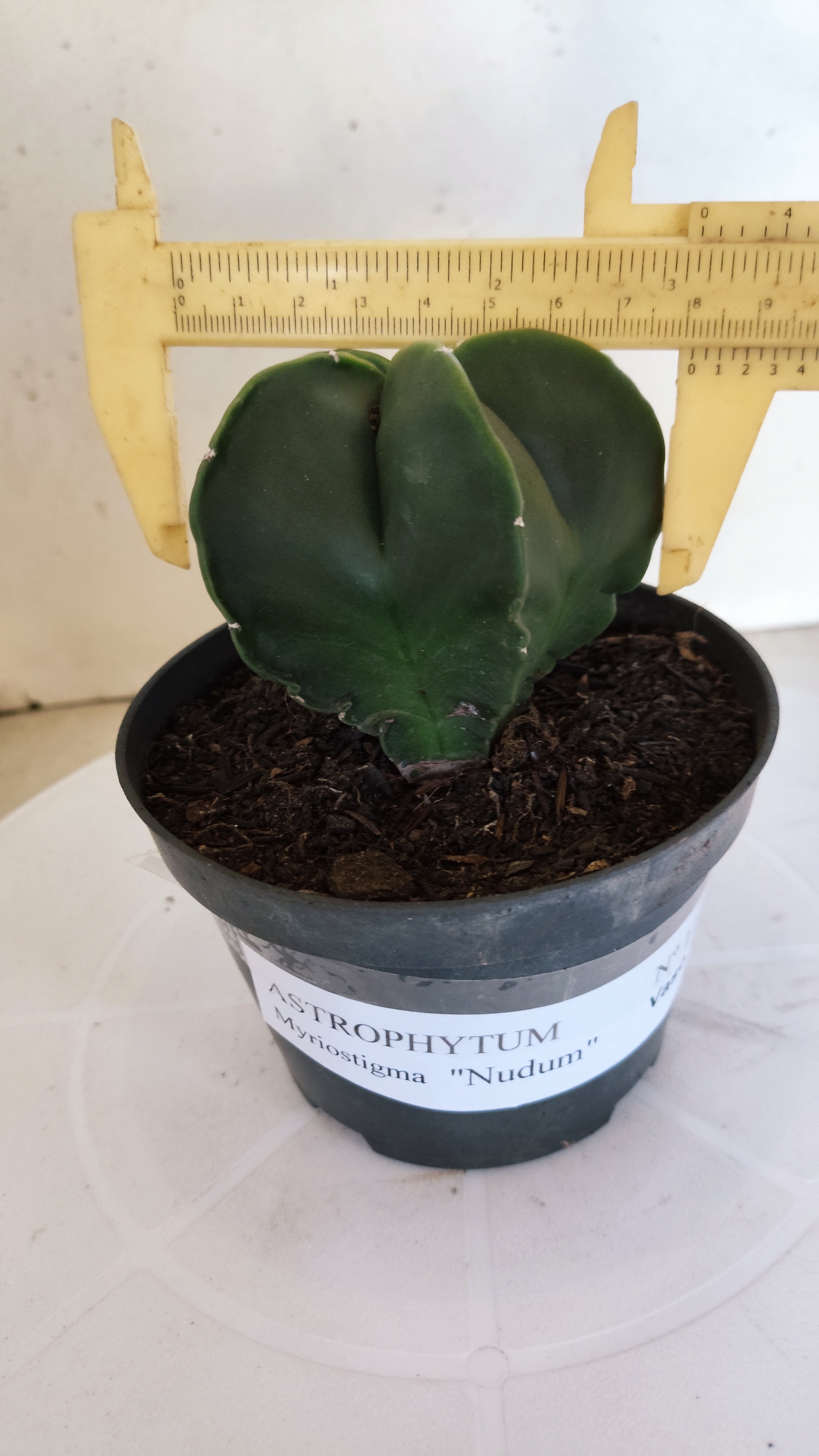 MATRIZ ASTROPHYTUM Myriostigma "NUDUM" Nº 1112 – vaso 11