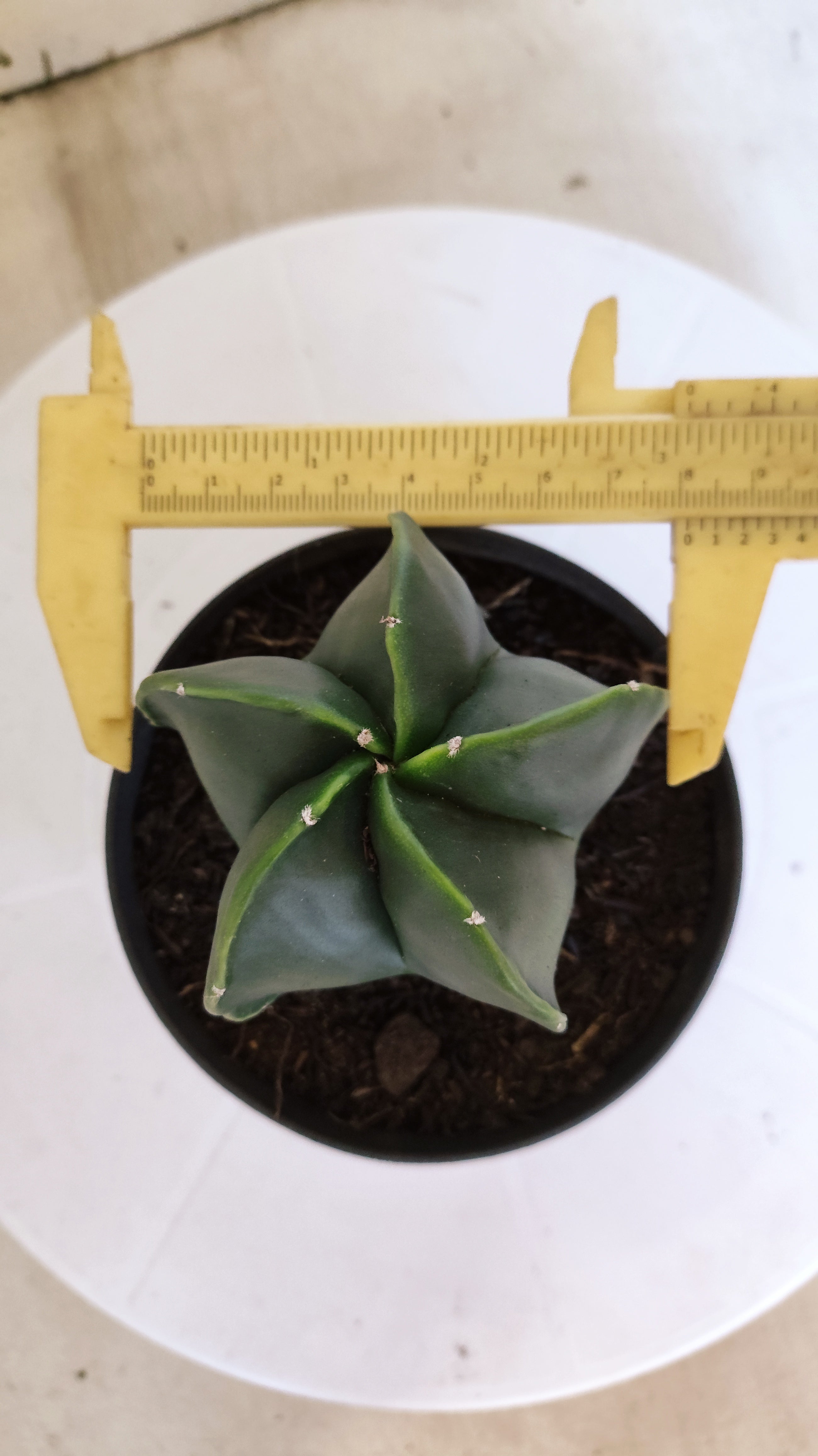 MATRIZ ASTROPHYTUM Myriostigma "NUDUM" Nº 1112 – vaso 11