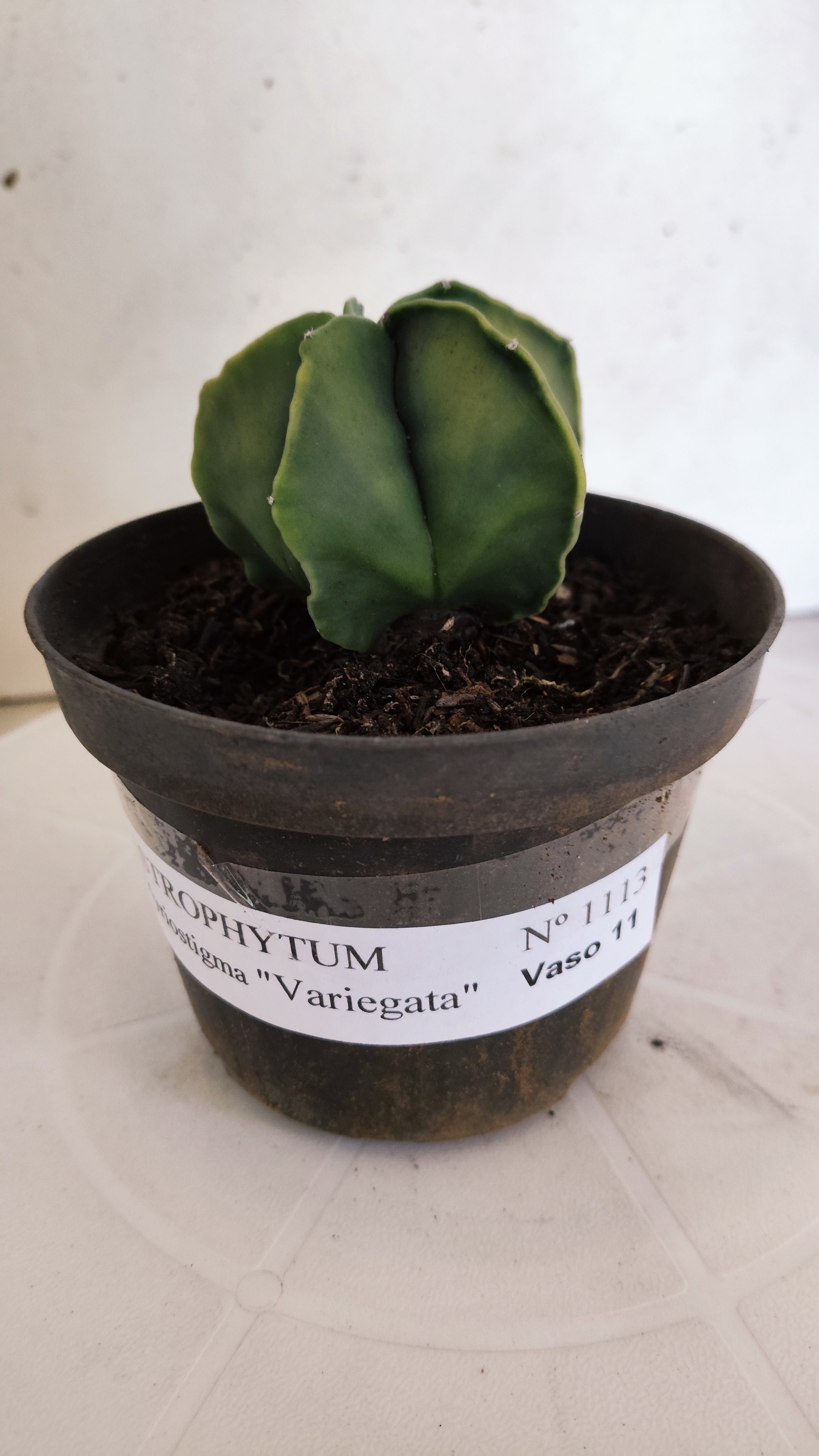 MATRIZ ASTROPHYTUM Myriostigma "Variegata" Nº 1113 – vaso 11