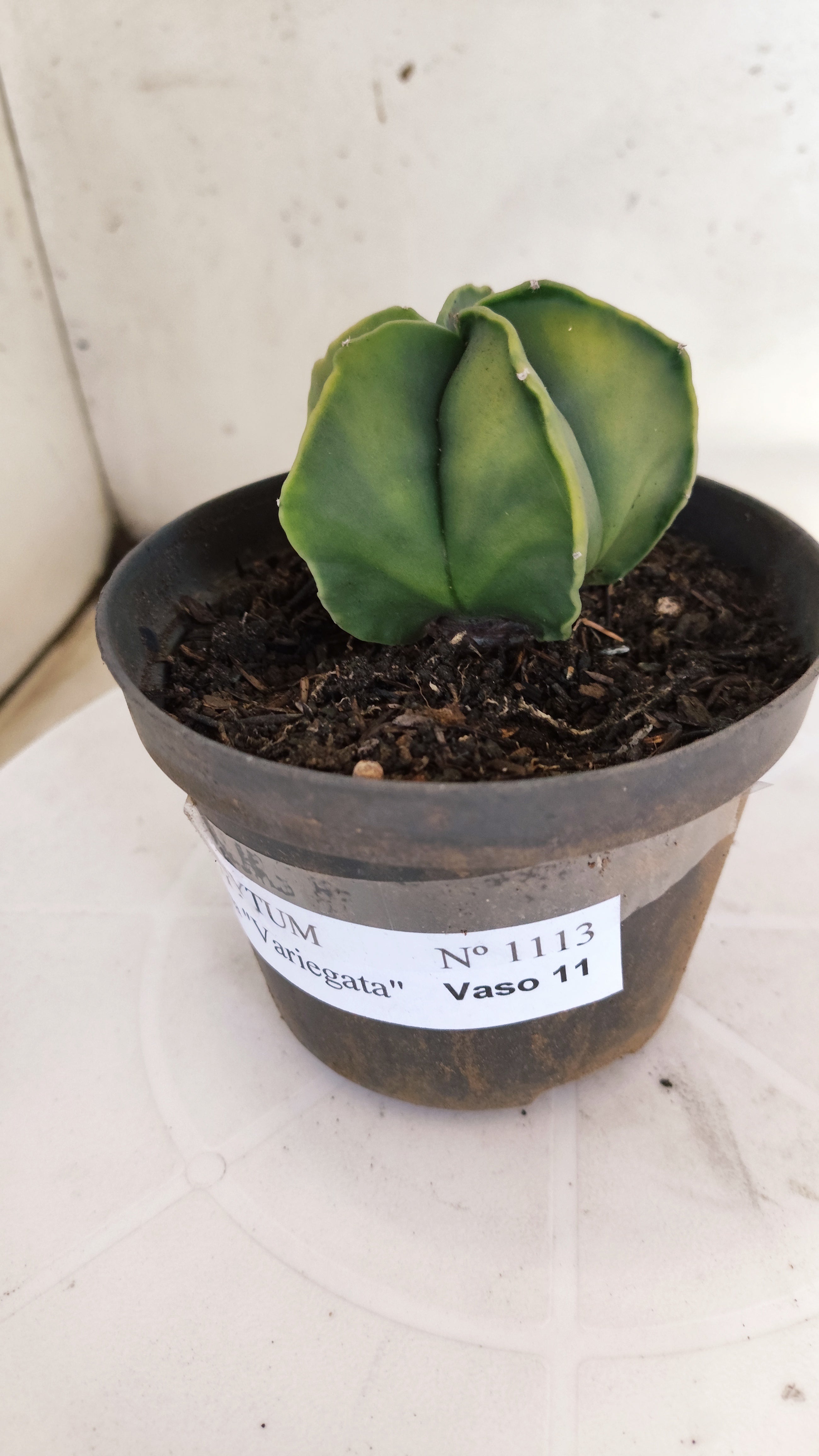MATRIZ ASTROPHYTUM Myriostigma "Variegata" Nº 1113 – vaso 11