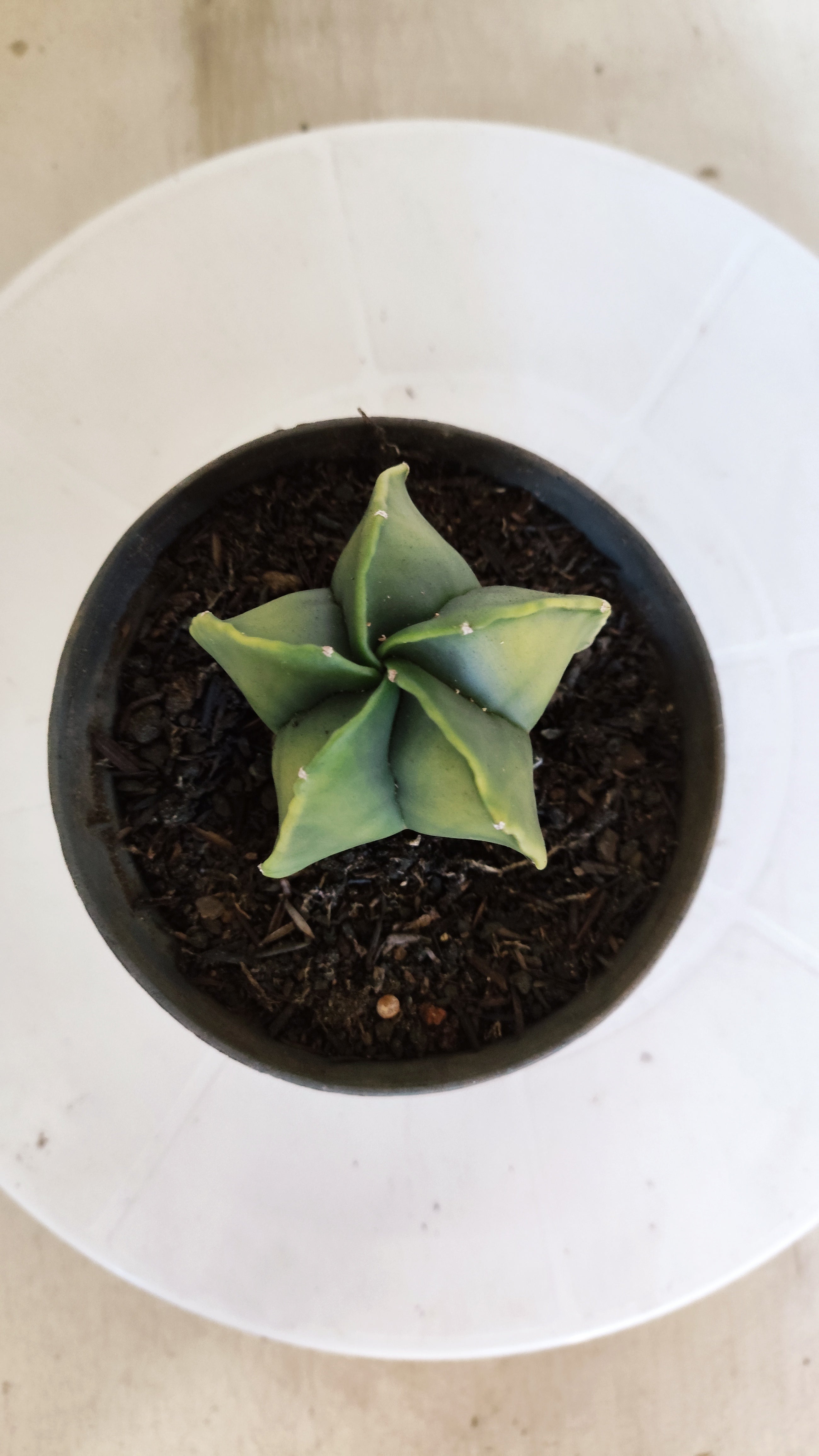MATRIZ ASTROPHYTUM Myriostigma "Variegata" Nº 1113 – vaso 11