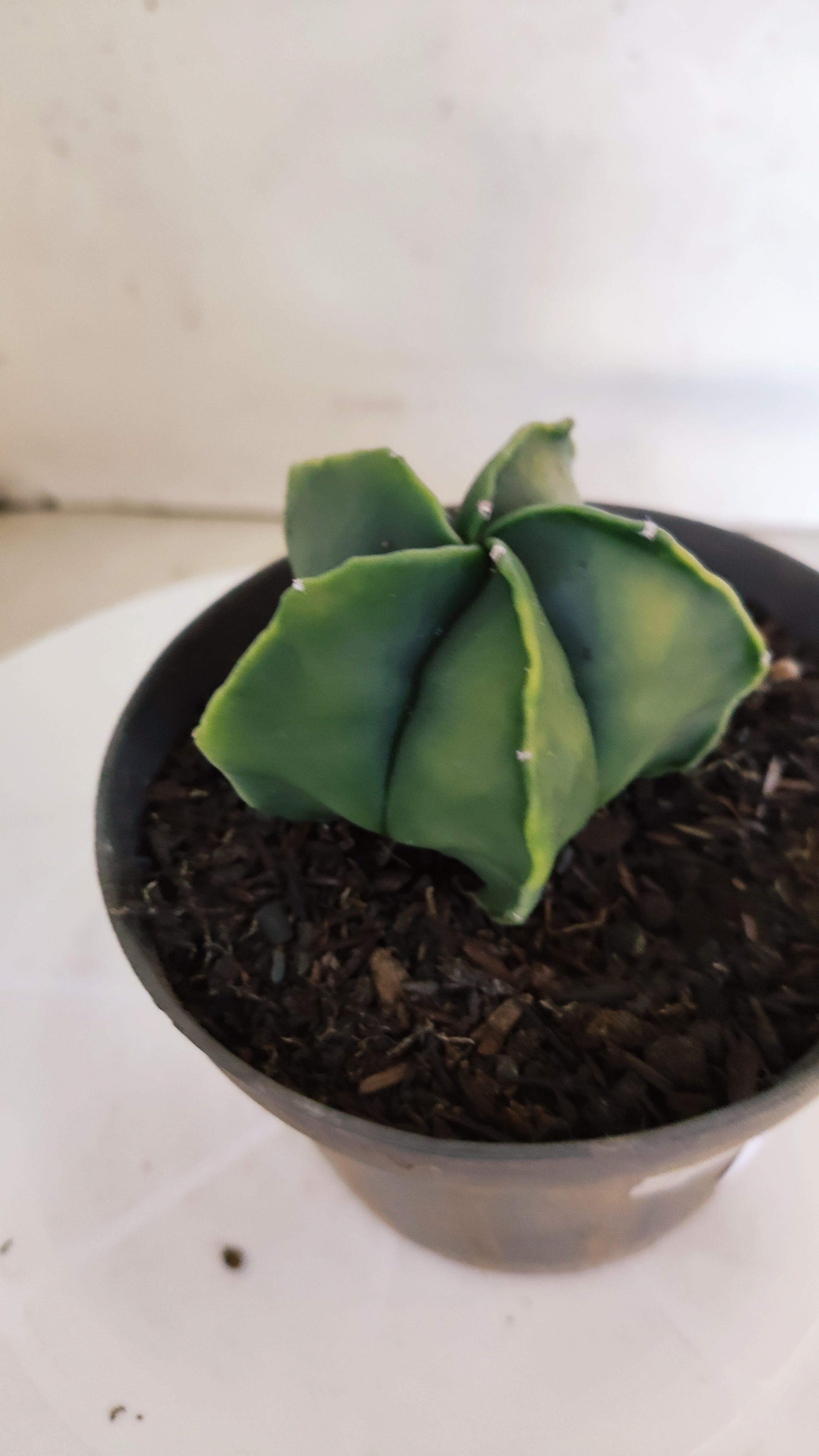MATRIZ ASTROPHYTUM Myriostigma "Variegata" Nº 1113 – vaso 11