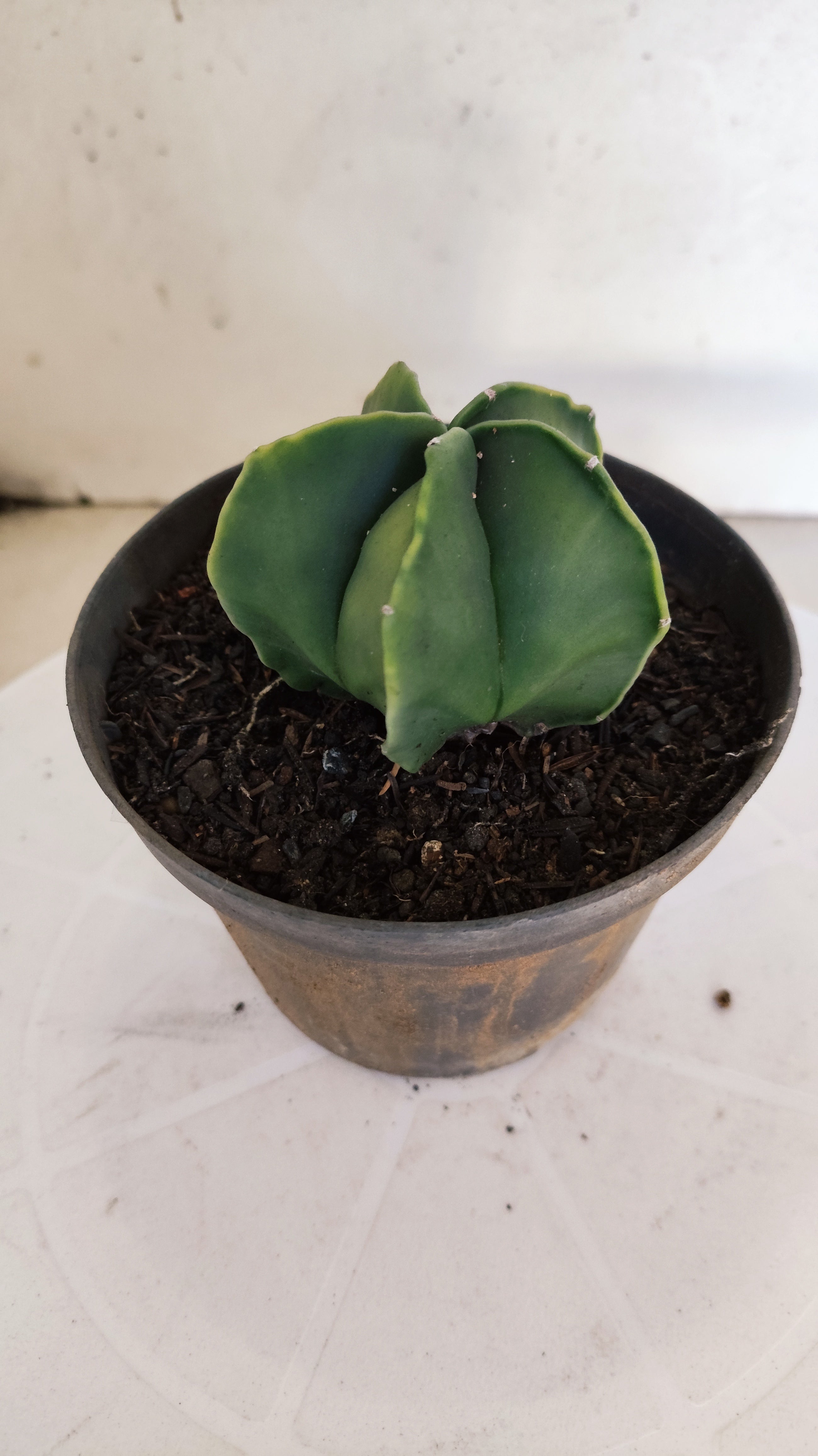 MATRIZ ASTROPHYTUM Myriostigma "Variegata" Nº 1113 – vaso 11