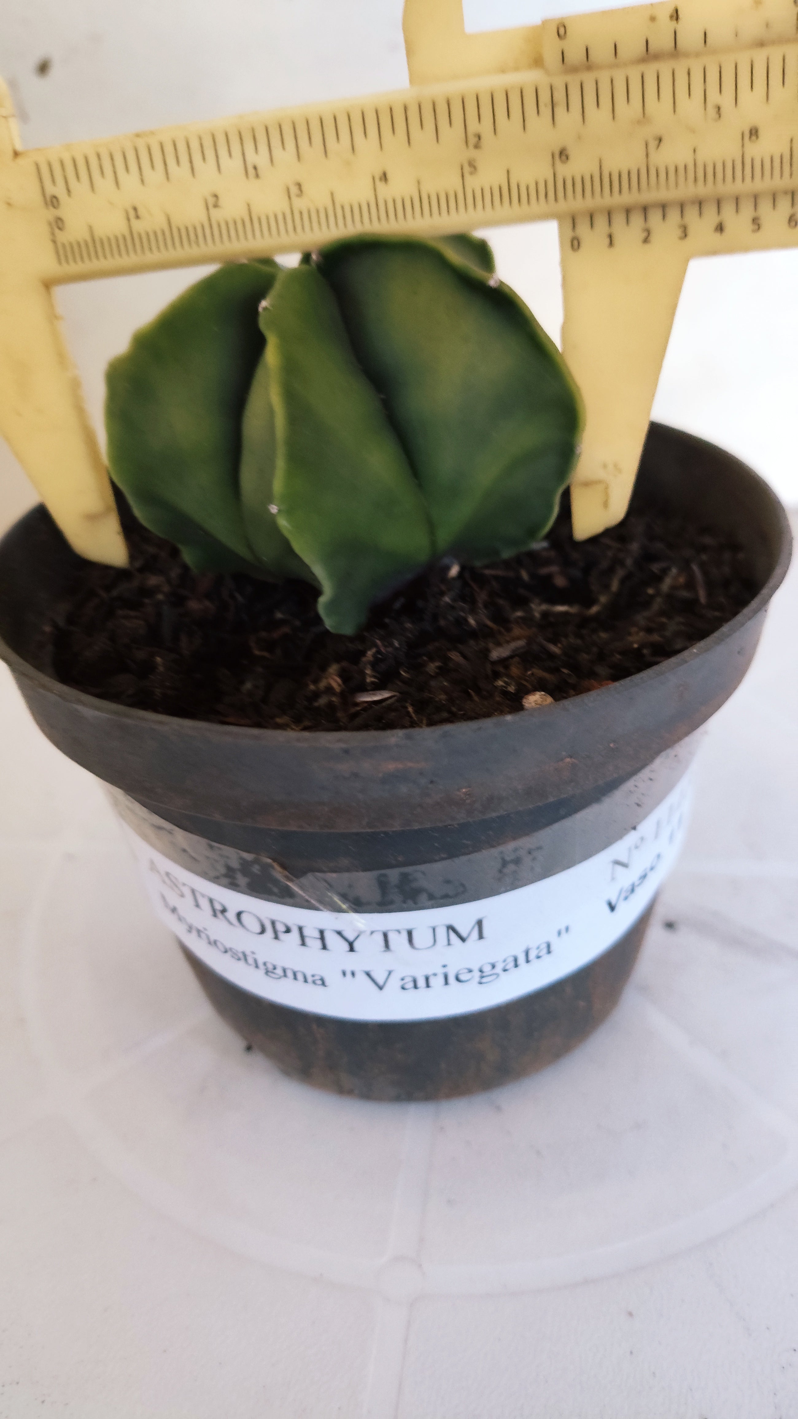 MATRIZ ASTROPHYTUM Myriostigma "Variegata" Nº 1113 – vaso 11