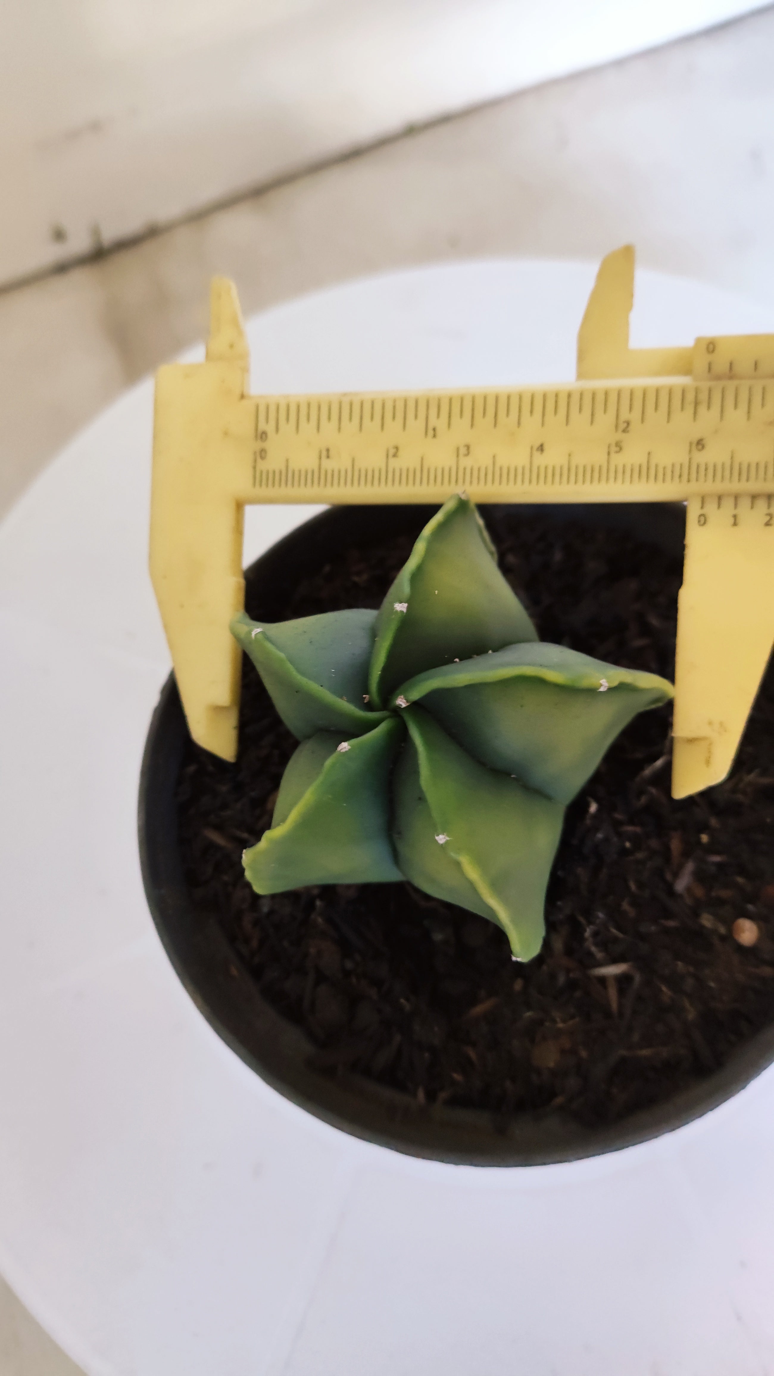 MATRIZ ASTROPHYTUM Myriostigma "Variegata" Nº 1113 – vaso 11