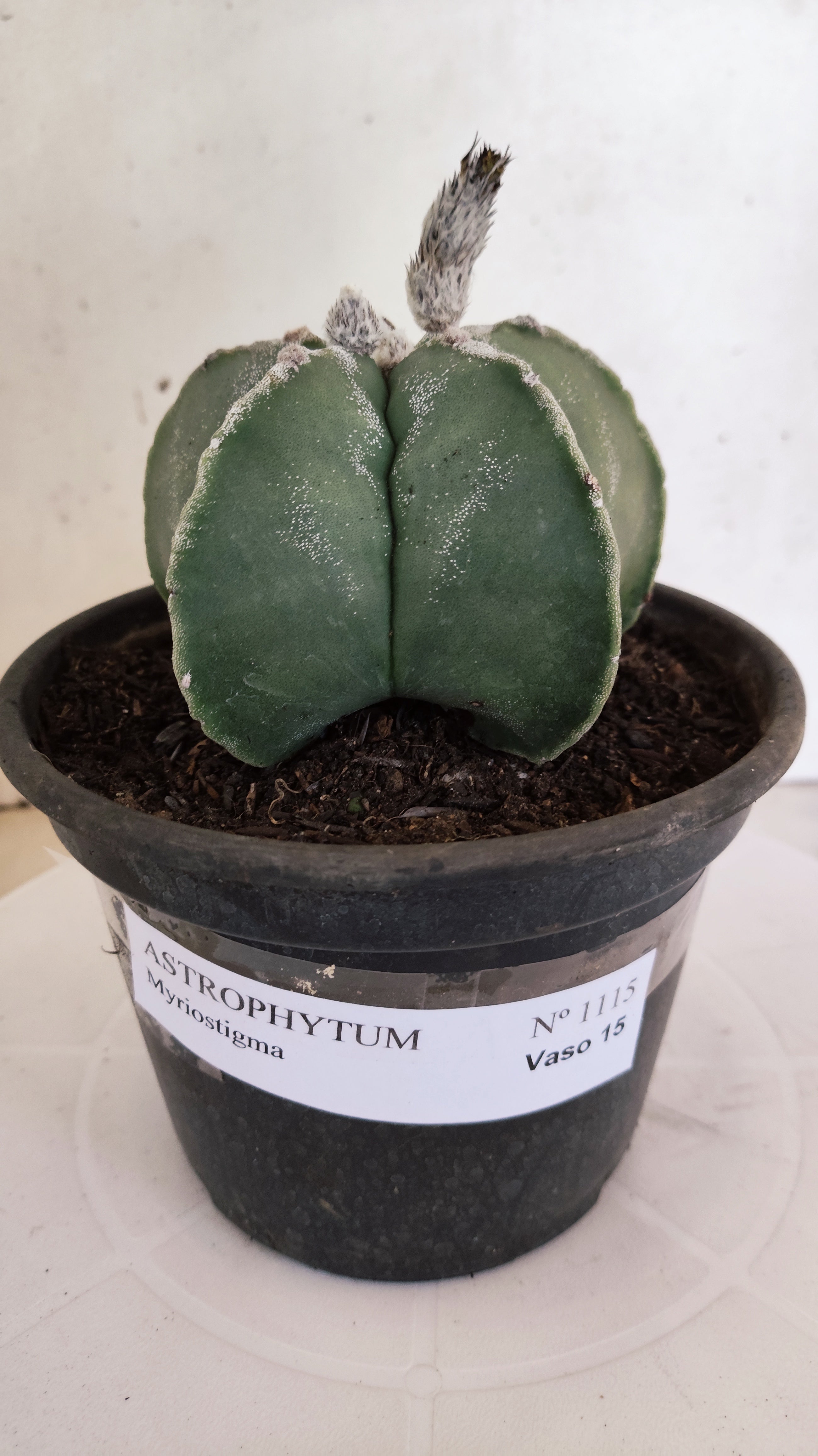 MATRIZ ASTROPHYTUM Myriostigma  Nº 1115 – vaso 15