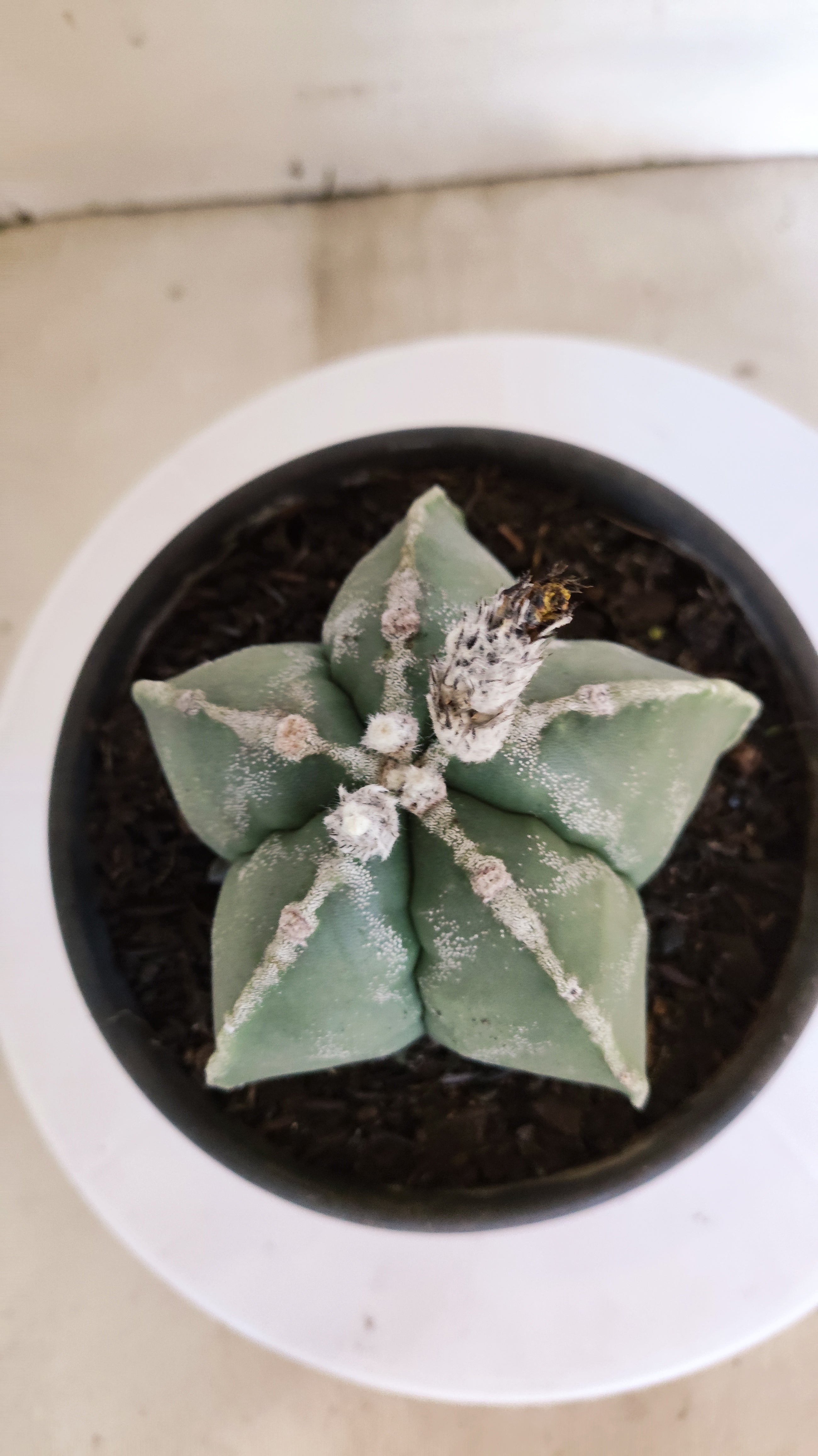 MATRIZ ASTROPHYTUM Myriostigma  Nº 1115 – vaso 15