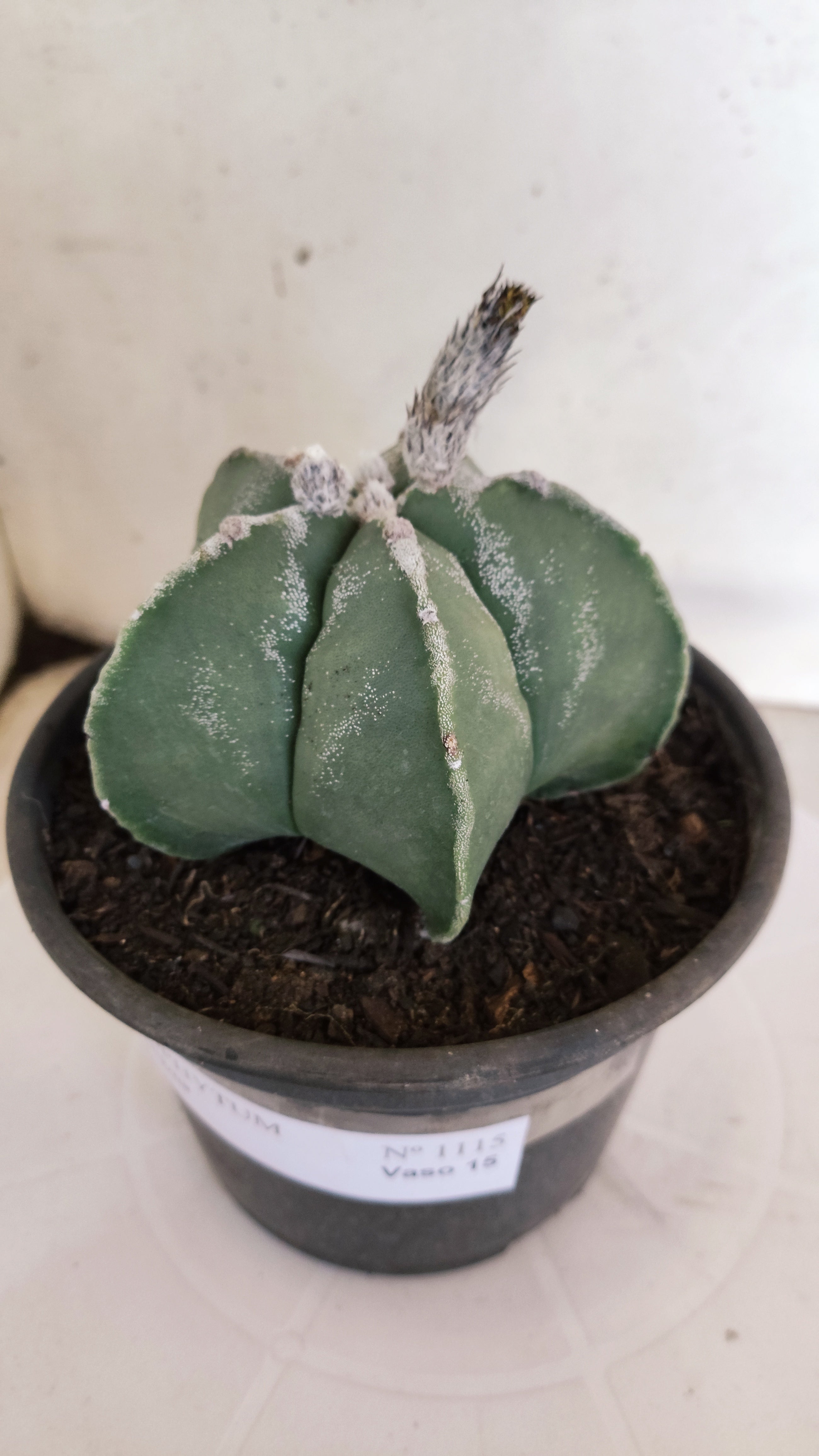 MATRIZ ASTROPHYTUM Myriostigma  Nº 1115 – vaso 15
