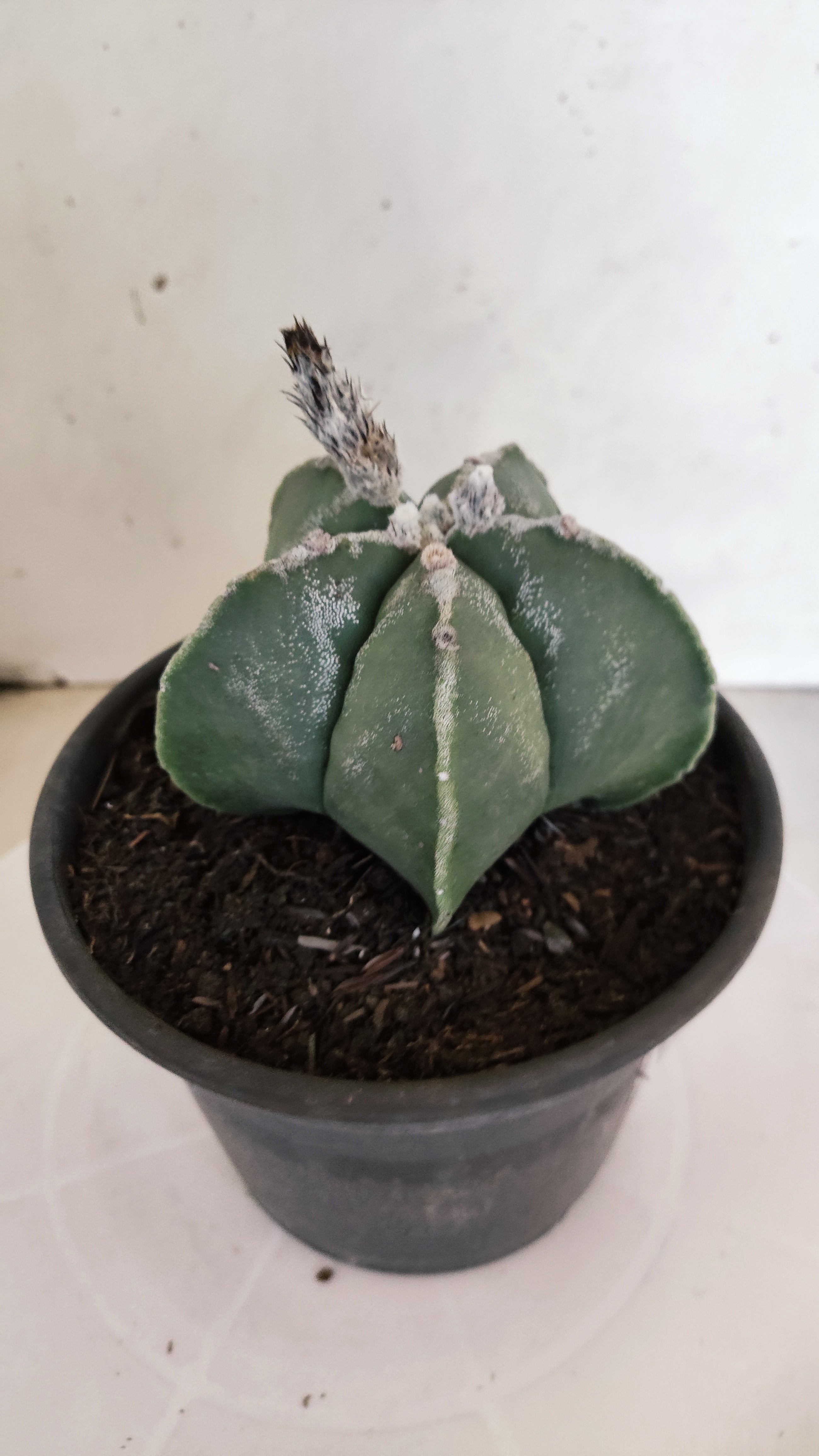 MATRIZ ASTROPHYTUM Myriostigma  Nº 1115 – vaso 15