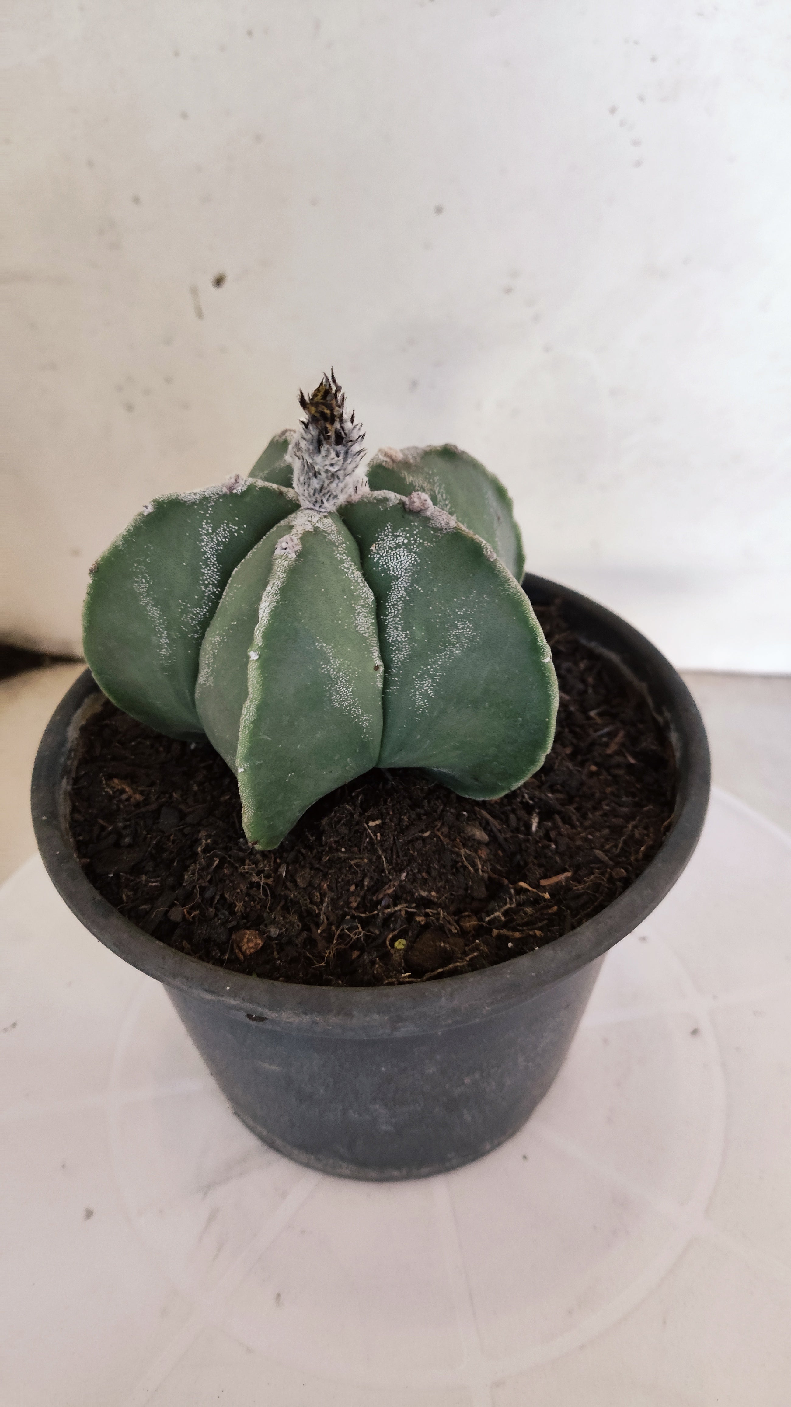 MATRIZ ASTROPHYTUM Myriostigma  Nº 1115 – vaso 15