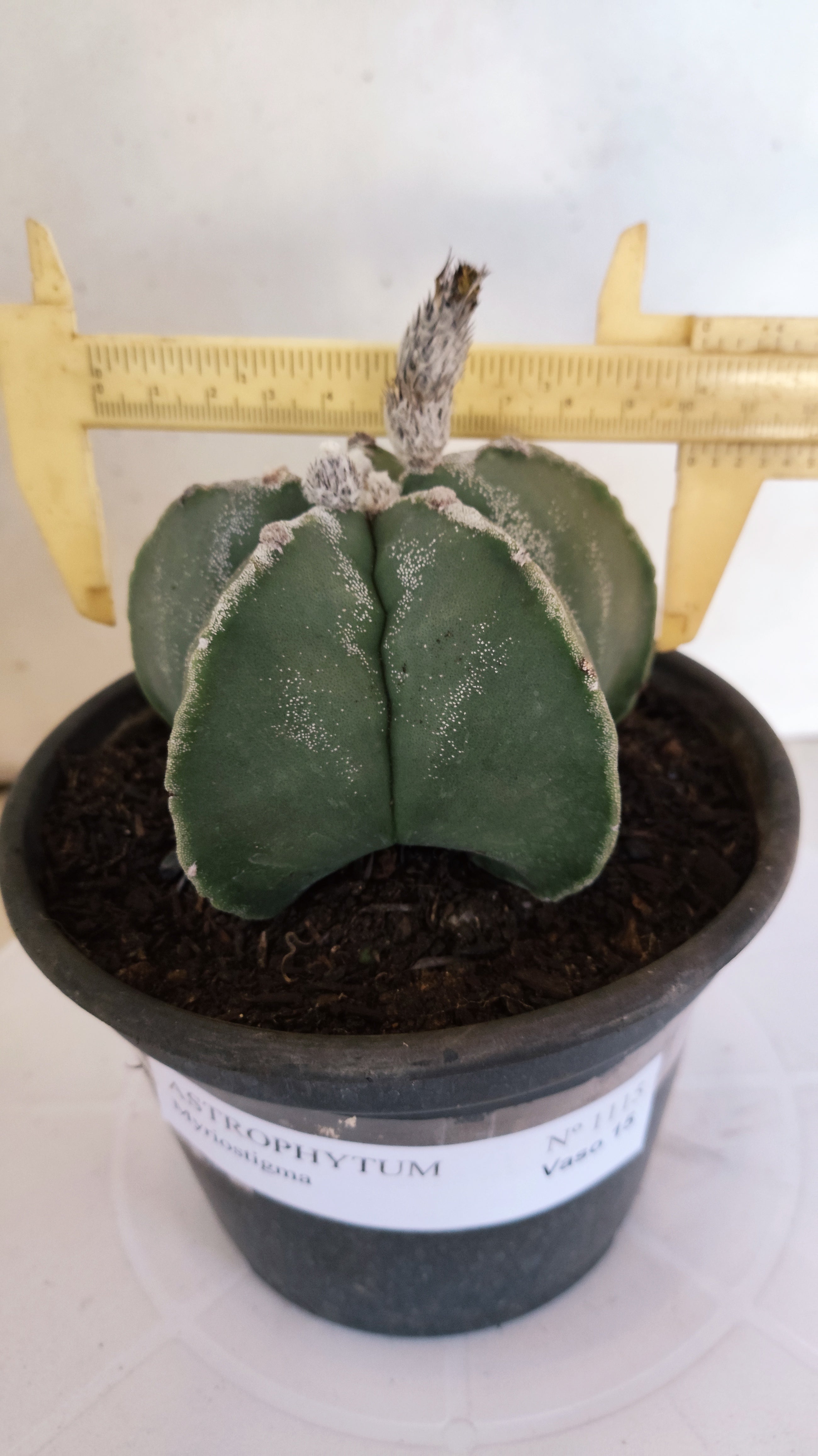 MATRIZ ASTROPHYTUM Myriostigma  Nº 1115 – vaso 15
