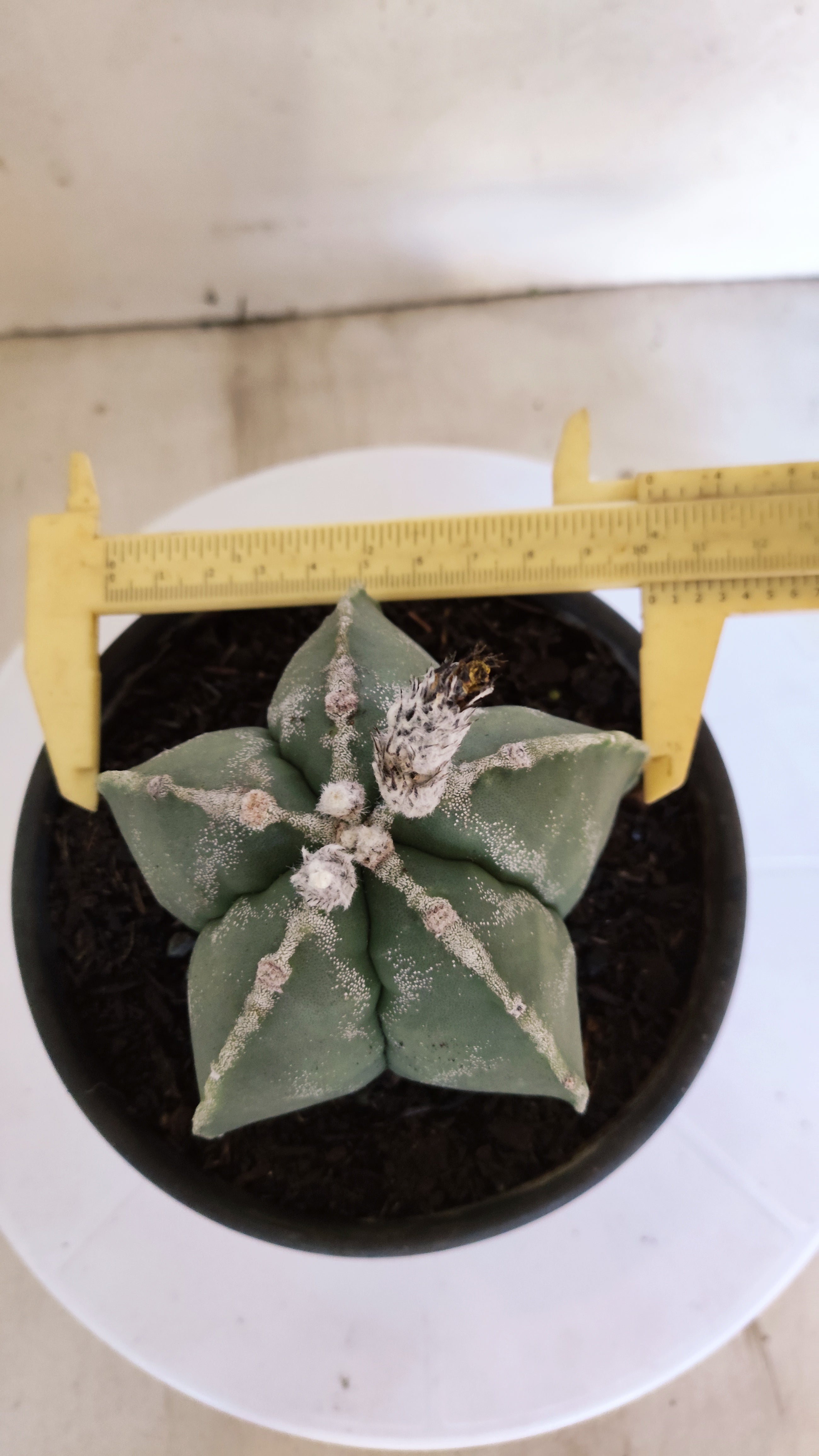 MATRIZ ASTROPHYTUM Myriostigma  Nº 1115 – vaso 15